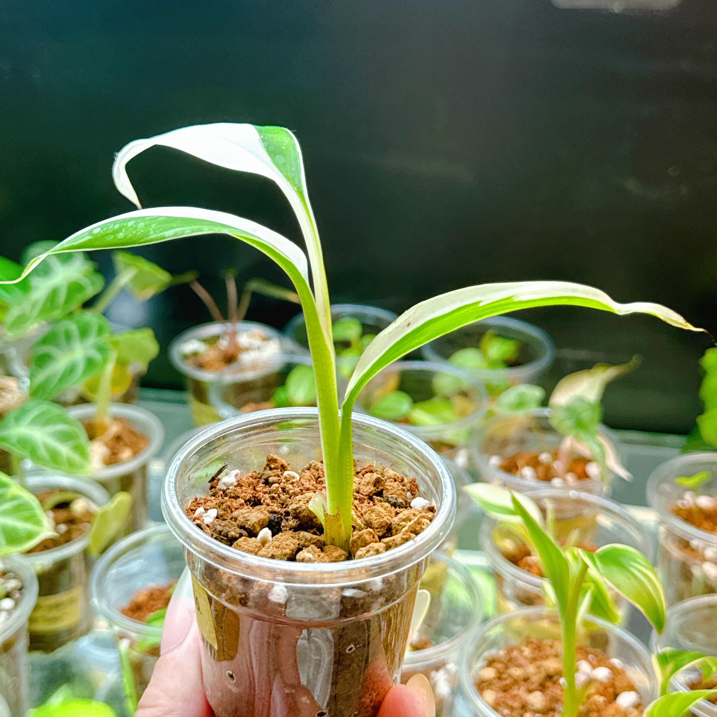 ムサ•フロリダ 斑入り バナナ 観葉植物 ムサ アエアエ バナナ 苗