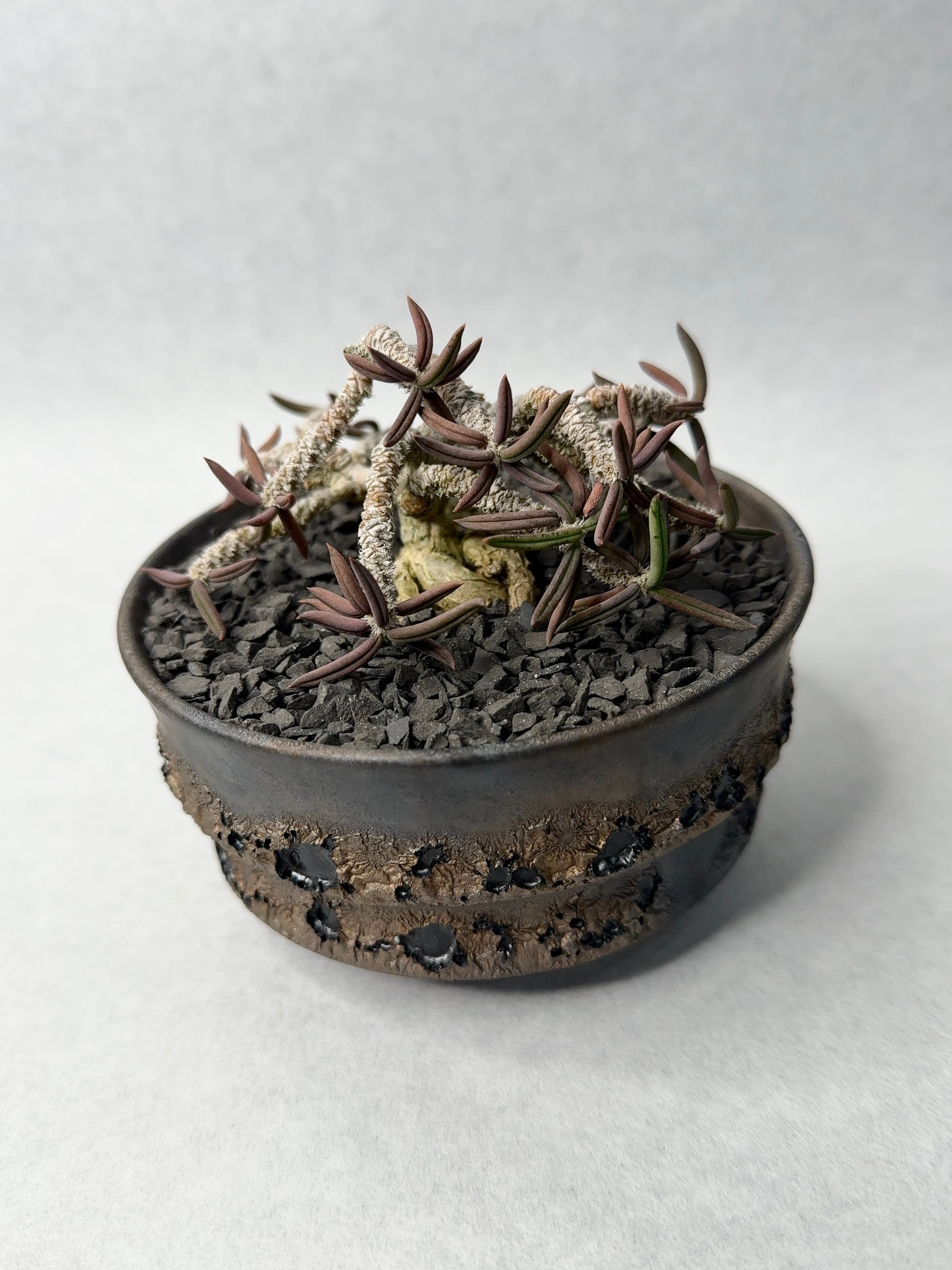 ユーフォルビア・キリンドリフォリア | trigger