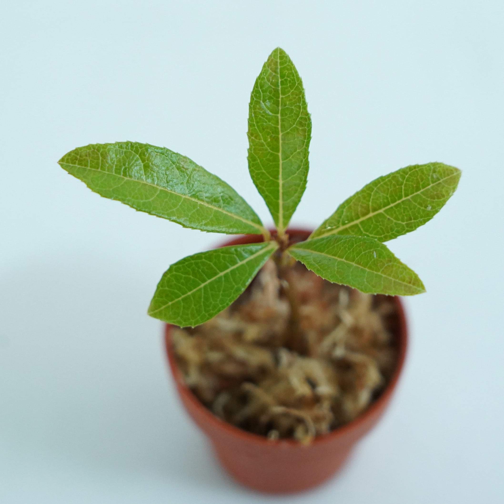 屋久島ヤブコウジArdisia japonica var. yakusimensis ｜苔テラリウム
