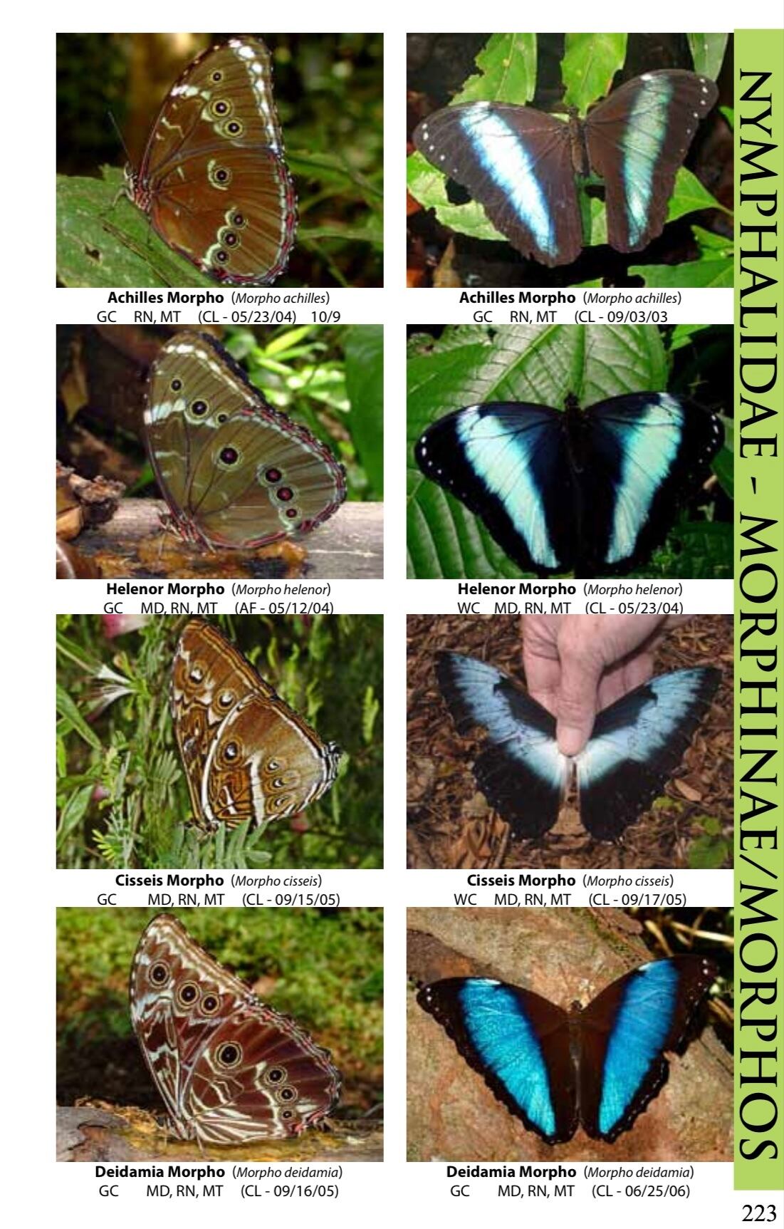 傑作】蝶図鑑 ブラジルの南アマゾン モルフォ蝶 チョウスカシジャノメ