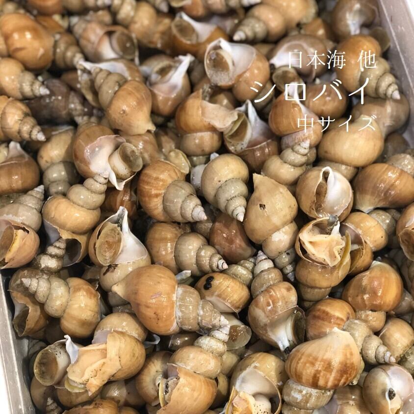 シロバイ貝 日本海産 中サイズ(1個約30g)計1kg【白バイ30g-1kg】豊洲直送 冷蔵