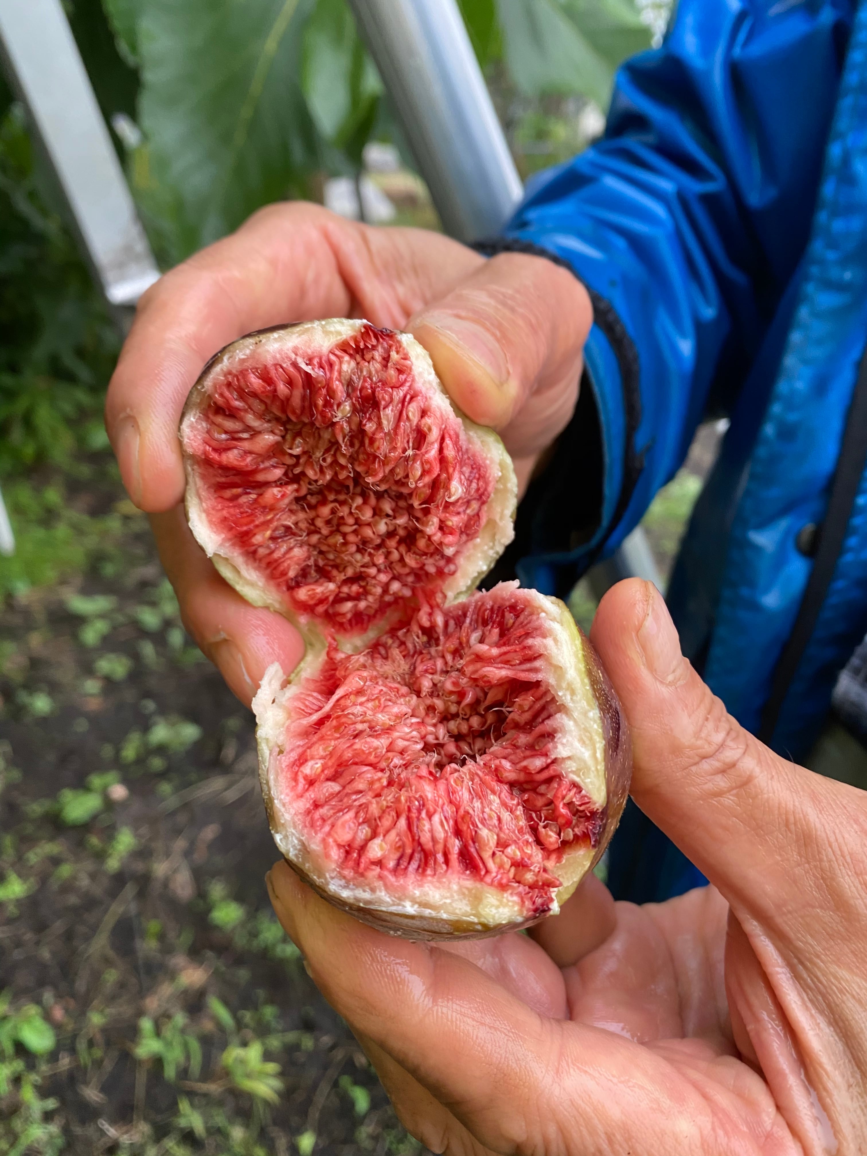 収穫し次第発送】青森産いちじく（蓬莱柿）1kg 送料別 | カシスと