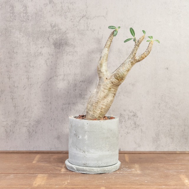 パキポディウム・マカイエンセ｜やさしい曲線と伸びやかな枝姿が美しい、インテリアにも映える発根済の現地株【虫発生抑制／手作りモルタル鉢】