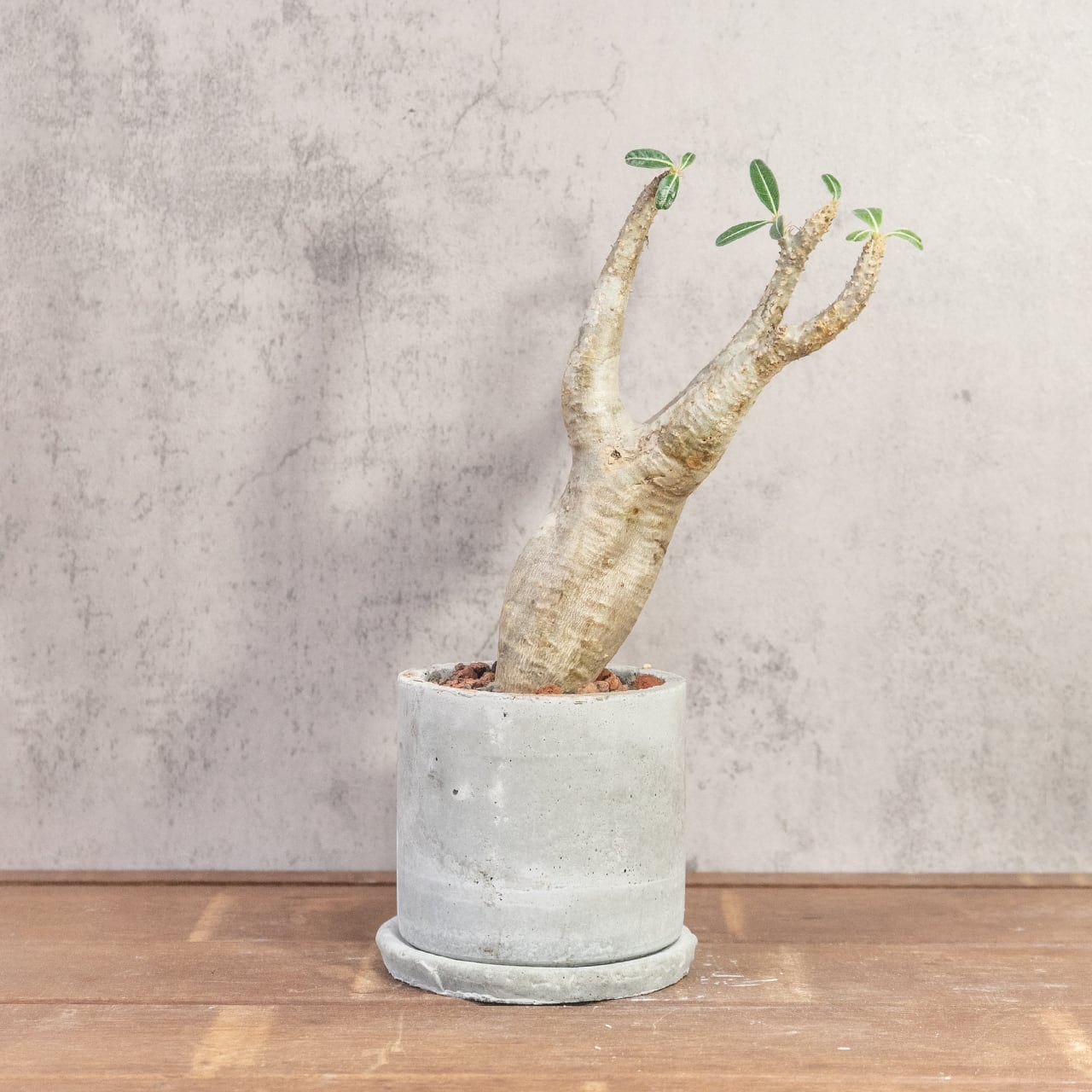 パキポディウム・マカイエンセ|やさしい曲線と伸びやかな枝姿が美しい、インテリアにも映える発根済の現地株【虫発生抑制/手作りモルタル鉢】