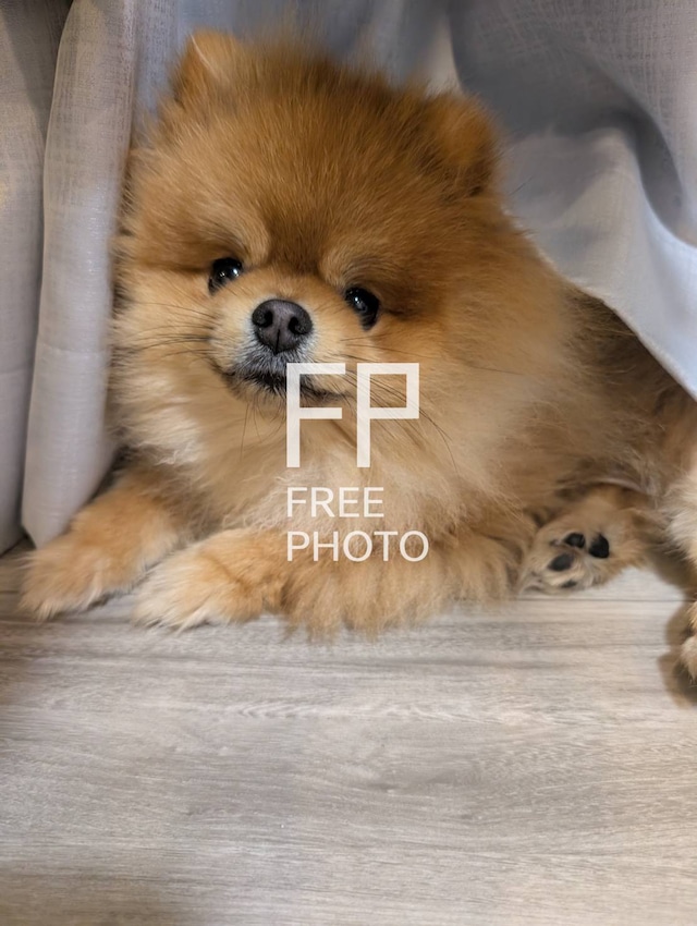 子犬