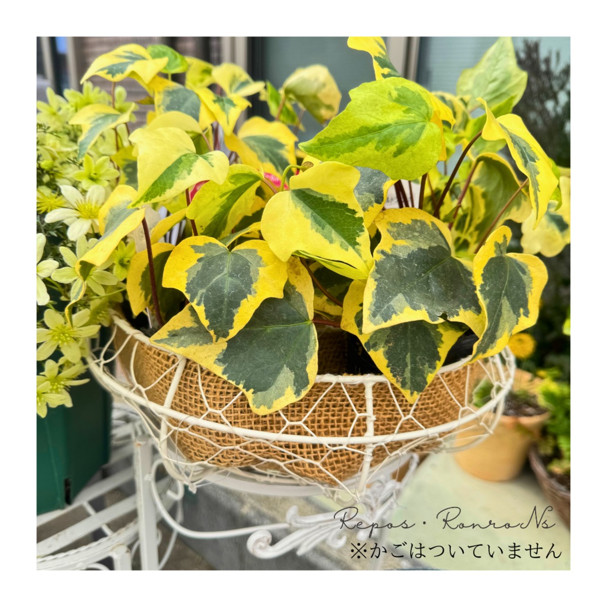 ⭐️専用⭐️観葉植物 斑入りオカメヅタ 新芽カット苗 5本 挿し穂 ガーデニング ⭐️専用⭐️観葉植物 斑入りオカメヅタ 新芽カット苗 5本 挿し