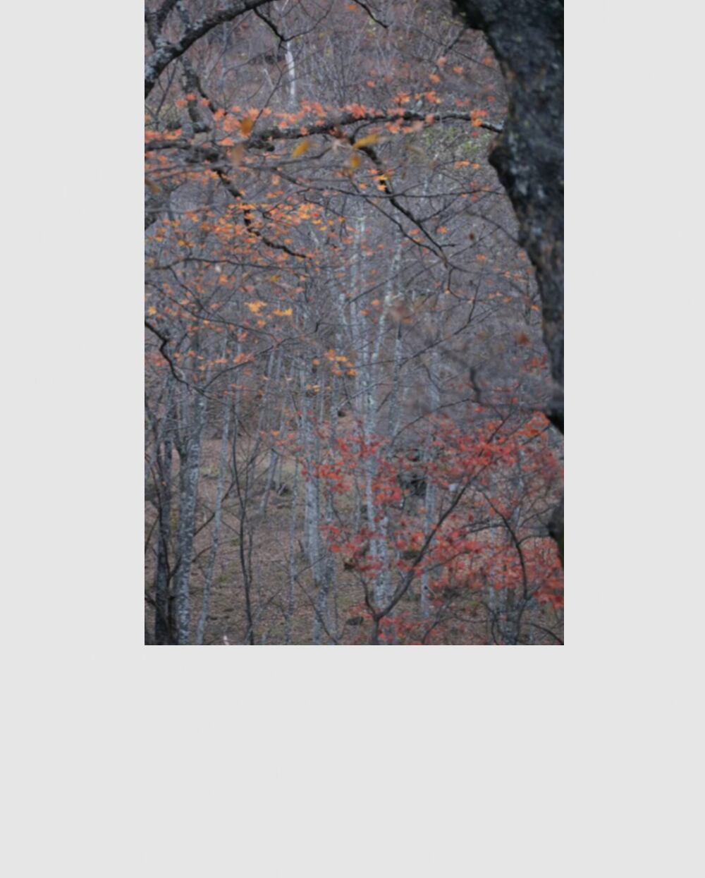 Tetsuya Morimoto Koyo #1(black wooden frame 50cm×70cm付き)