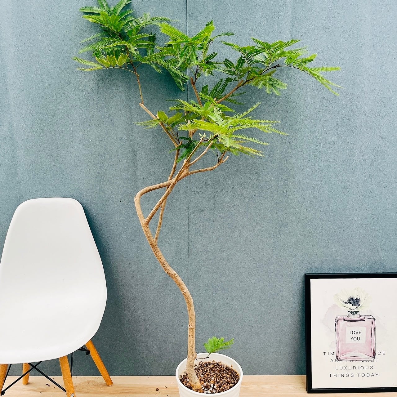 現品］ザミア フロリダーナ 7号 蘇轍 観葉植物 室内 レア 細葉