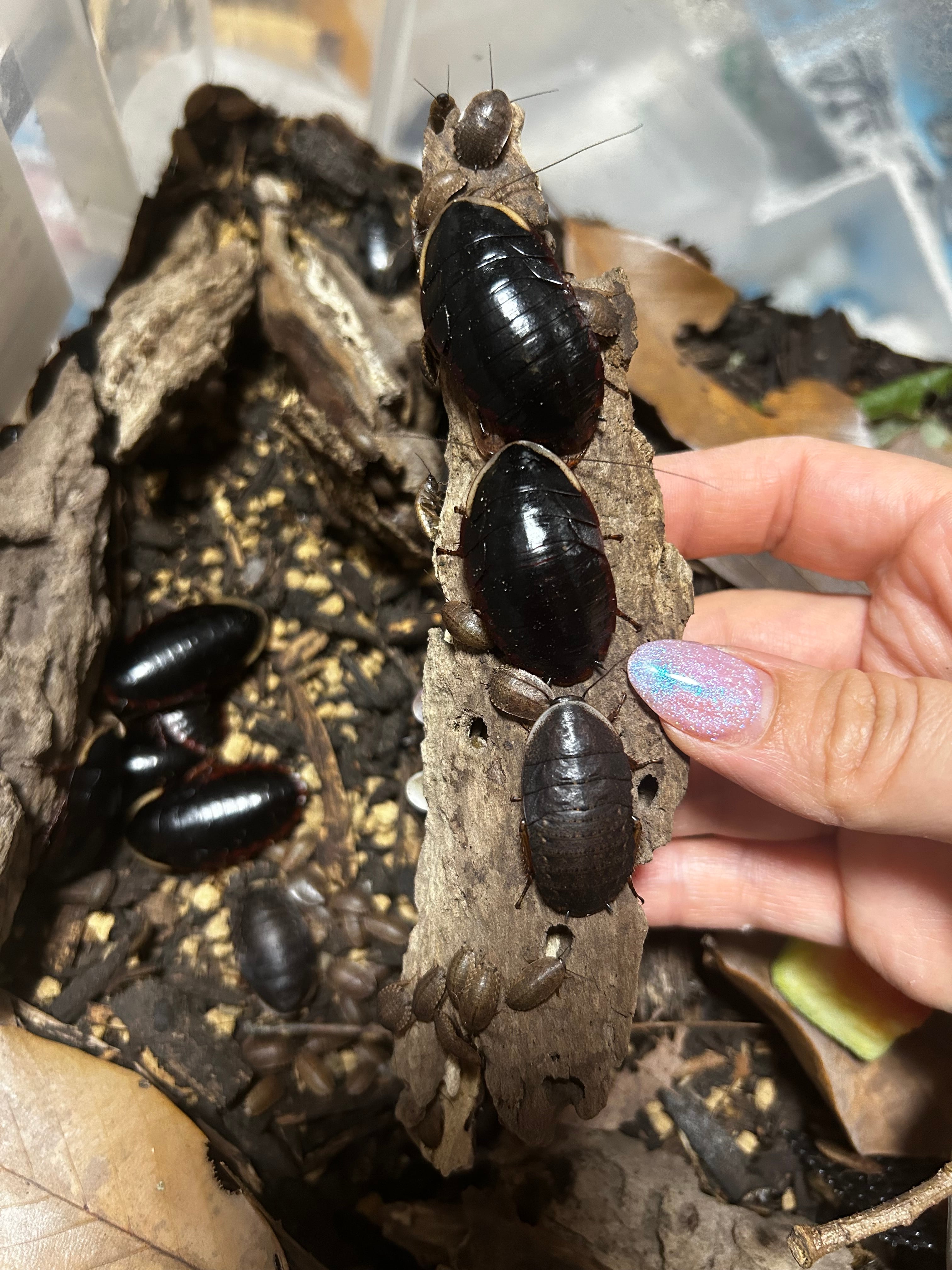 No2 DHヘラクレス幼虫10匹  Yahoo!オークション -「ヘラクレス幼虫」(ペット、生き物) の落札相場