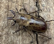 【WD】《セリケウスノコギリ パダン産 20.5mm ペア》