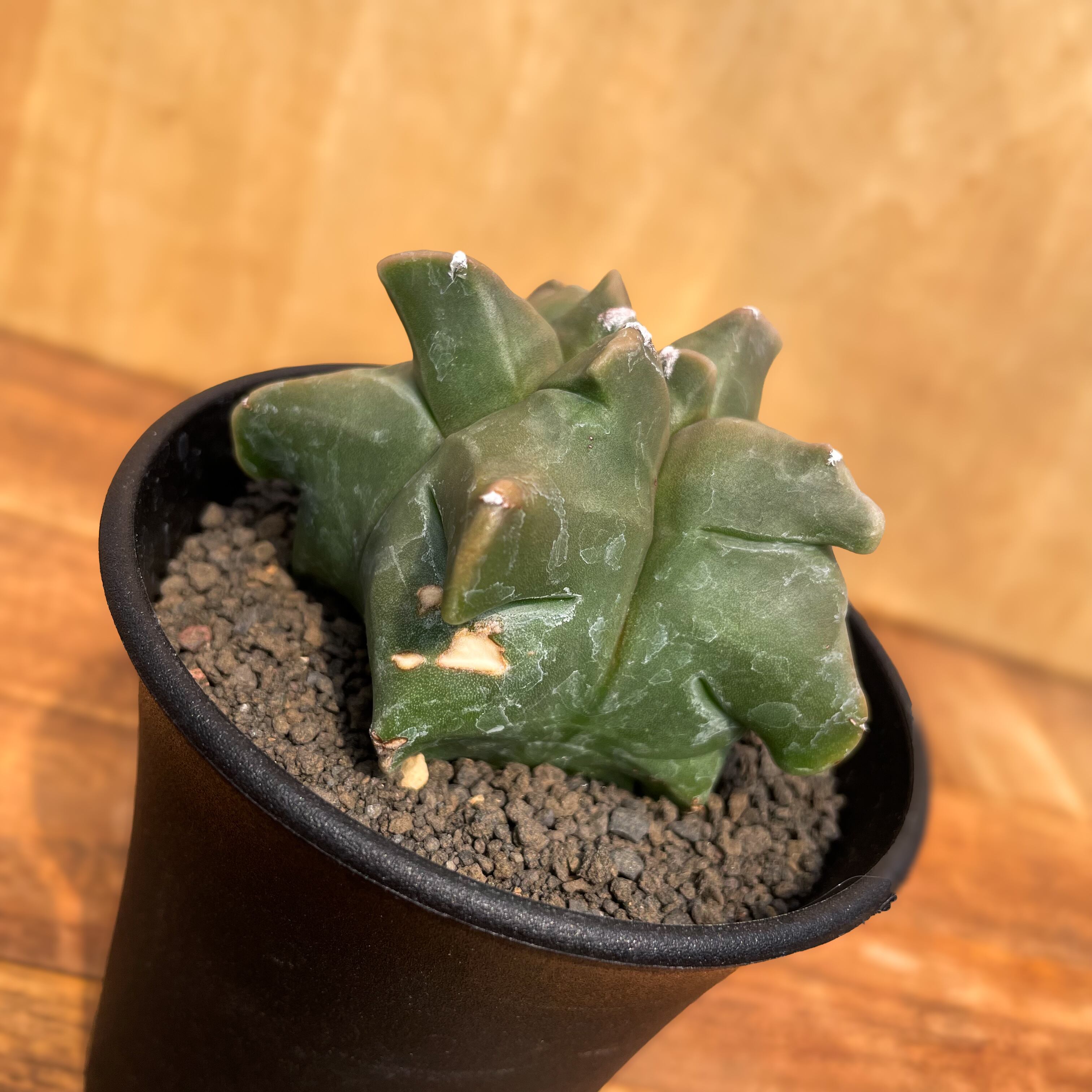 その他 OZWRT Spirit of Astrophytum その他 OZWRT Spirit of Astrophytum OZWRT Spirit of Astrophytum