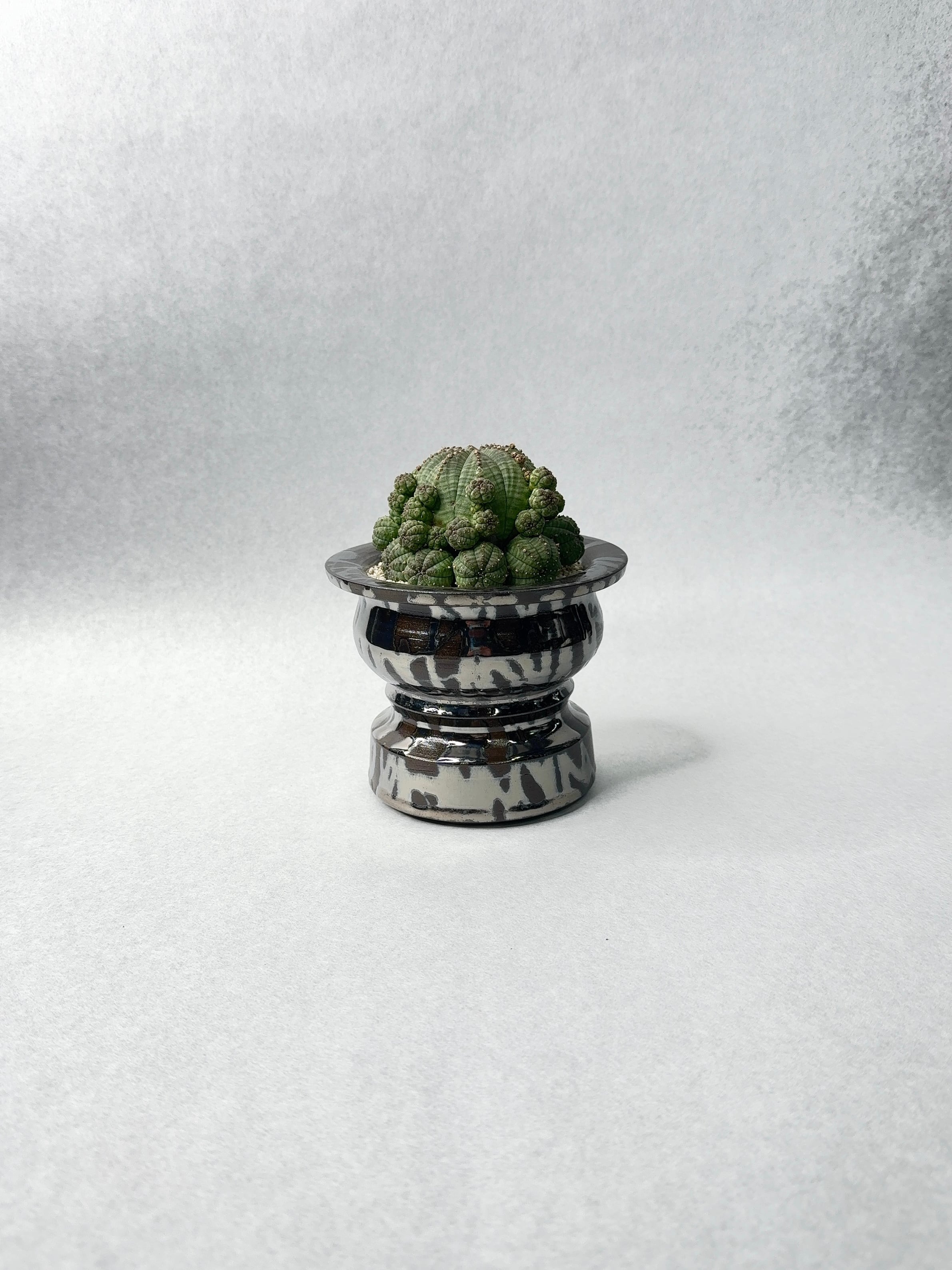 ユーフォルビア・子吹きシンメトリカ | trigger