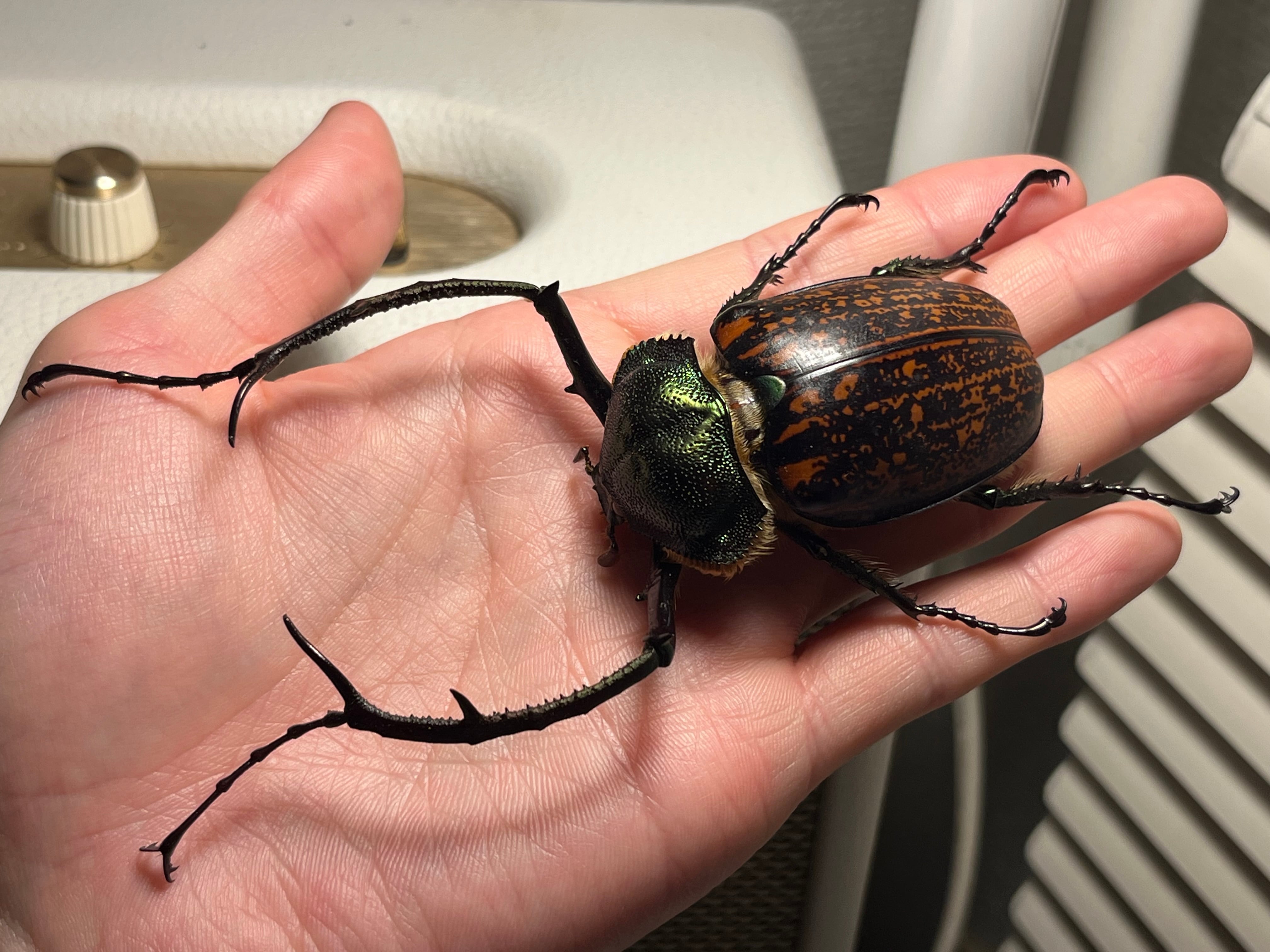 59mm♂】マックレイテナガコガネと記載されているがマレーテナガコガネ