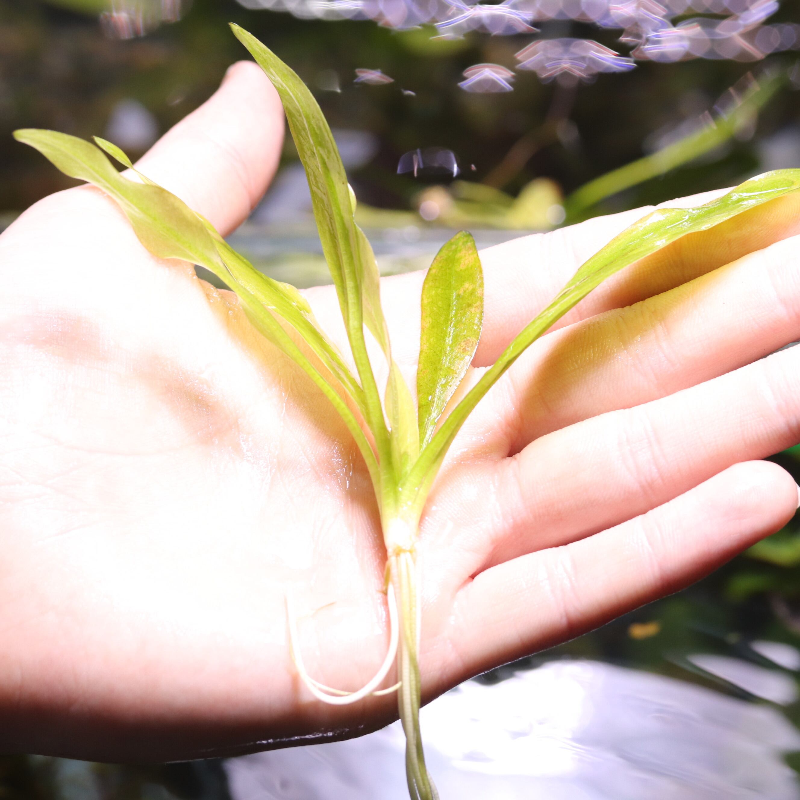 水草 | aquarium shop earth