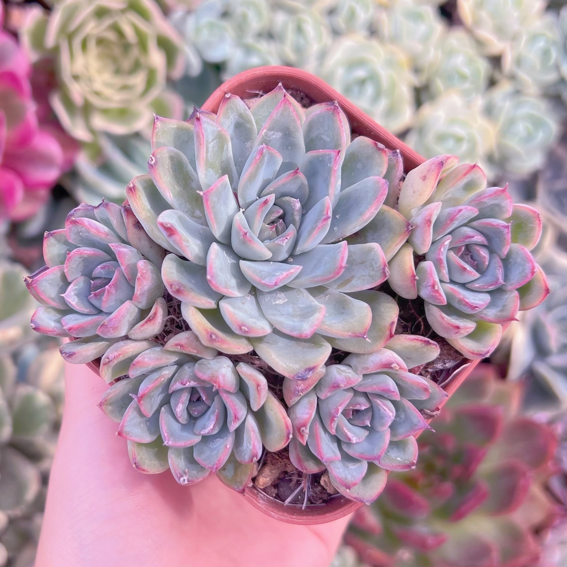 現品　ウォーターリリー#679　大苗　るる農園