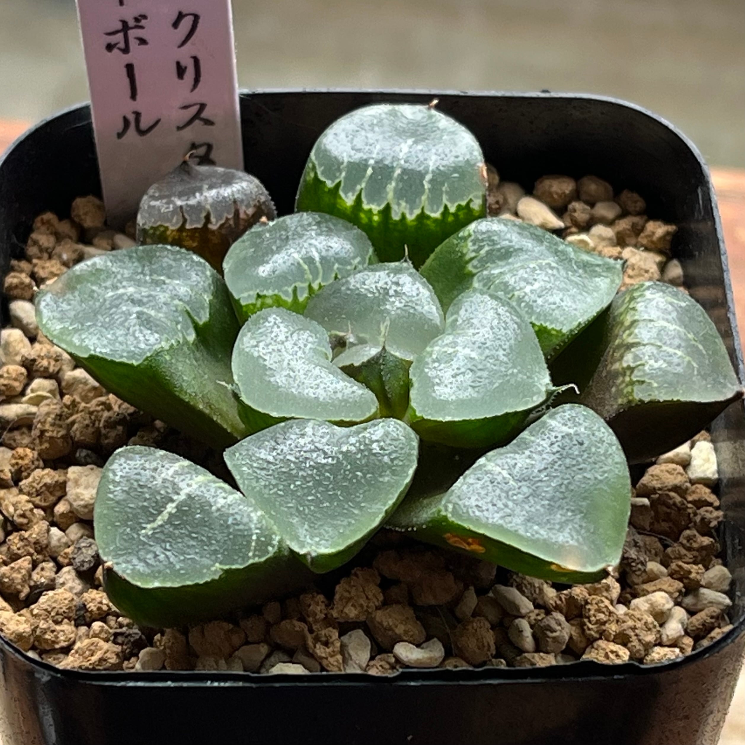 mocono_plants