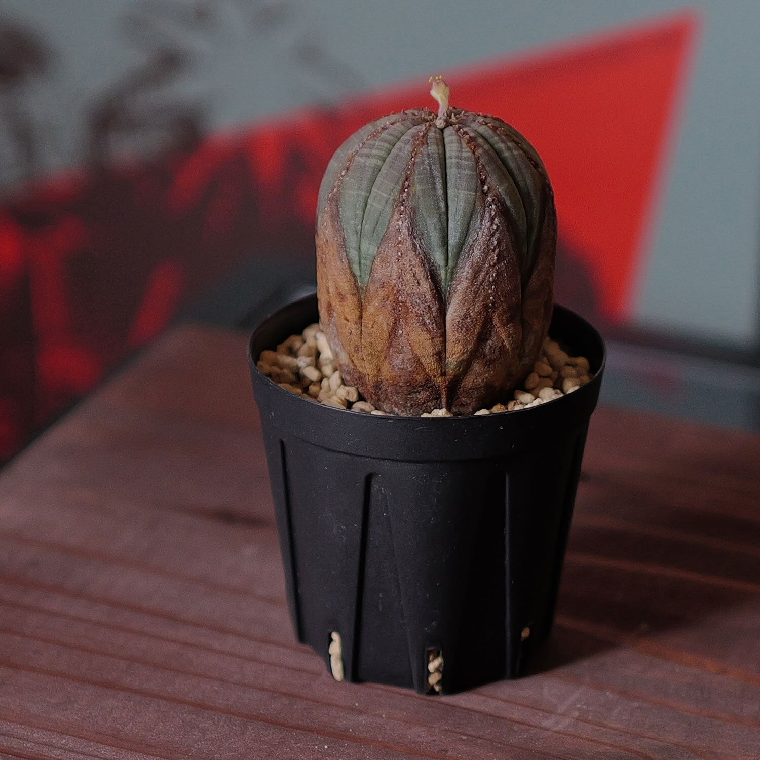 オス株 超美模様 木質化 マイクロ オベサ / ユーフォルビア