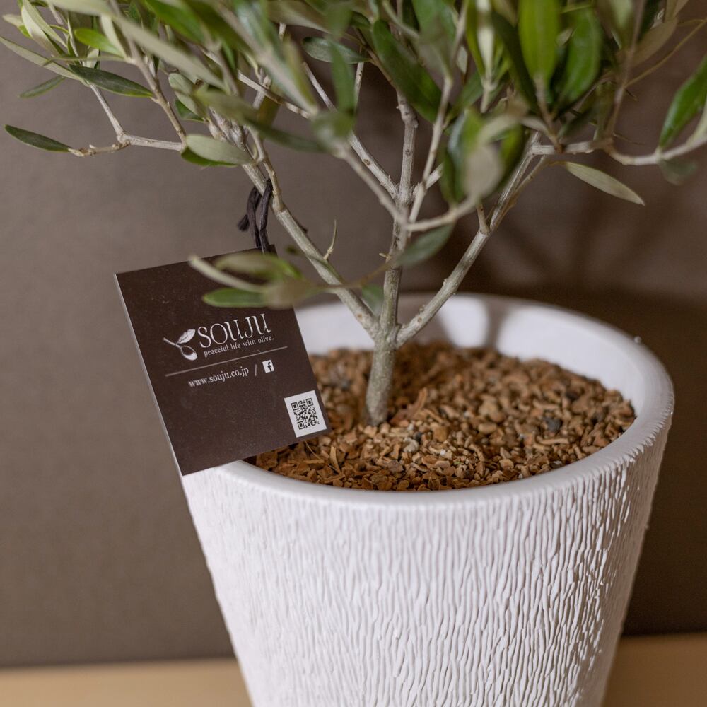 創樹 オリーブの木 SOUJU Cipressino チプレシーノ 5寸 ボタニー