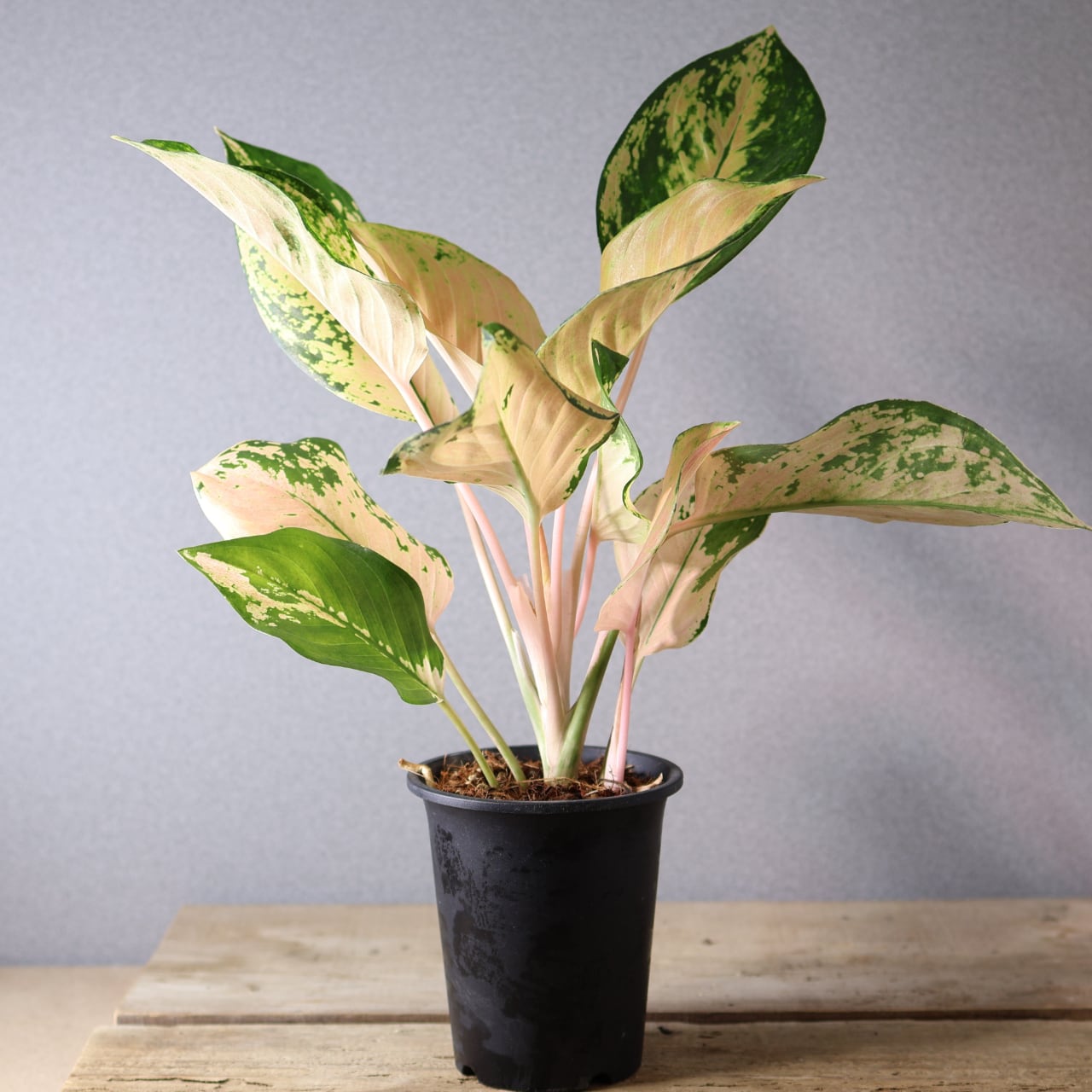 407 やさしい光をまとう『アグラオネマ アマゾン』観葉植物 【送料無料