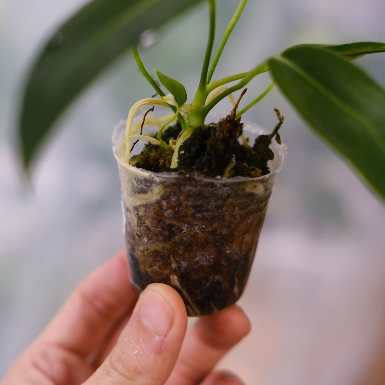 アンスリウム ワロクアーナム / Anthurium Warocqueanum⑤ / 観葉植物<育て方・花言葉>