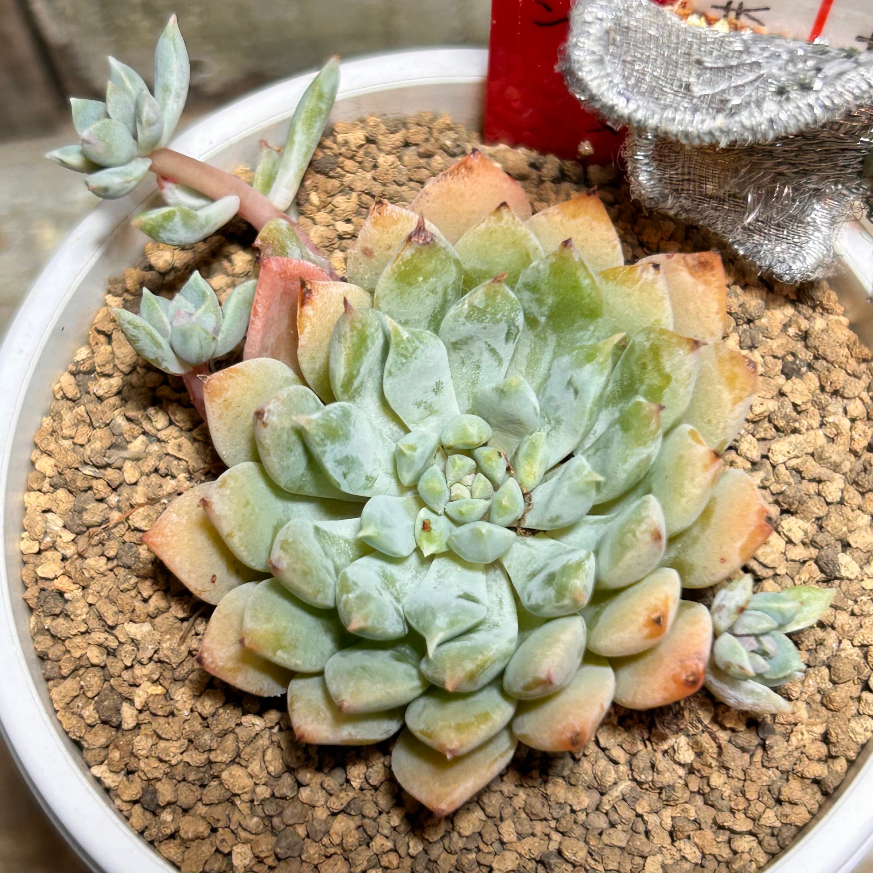 ハオルチア寄せ植え（A） | RuPo 多肉植物専門店