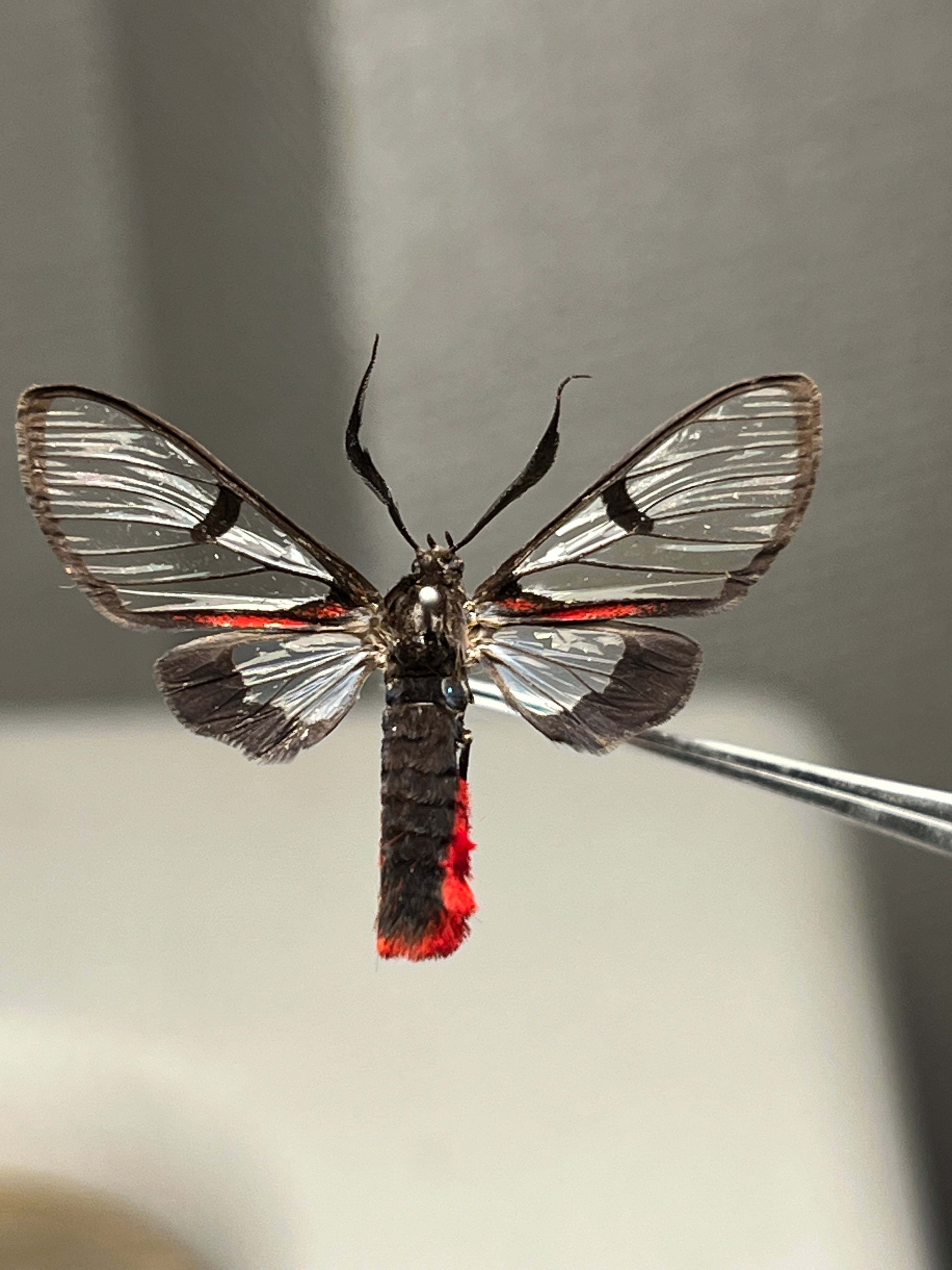 ハラアカスカシヒトリ♂ 外国産蝶標本 ピカソモス ホーク ハチ擬態 蛾
