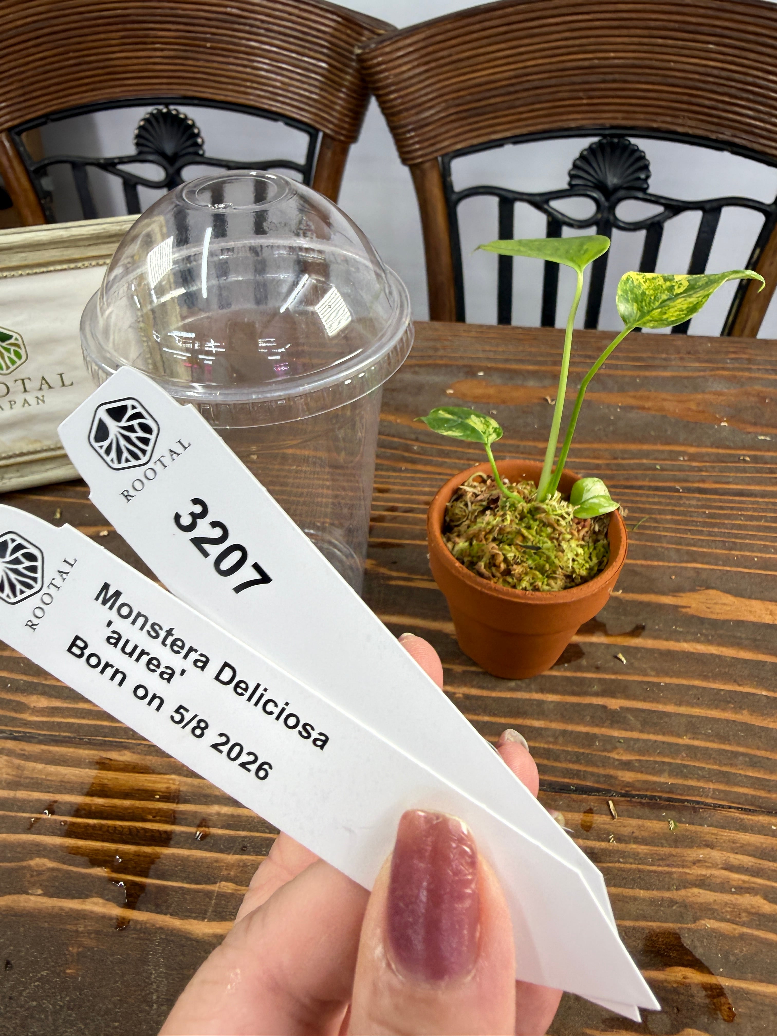 ★3207【黄麗!TC Baby)モンステラ デリシオーサオーレアTC Baby苗(2号素焼き鉢)