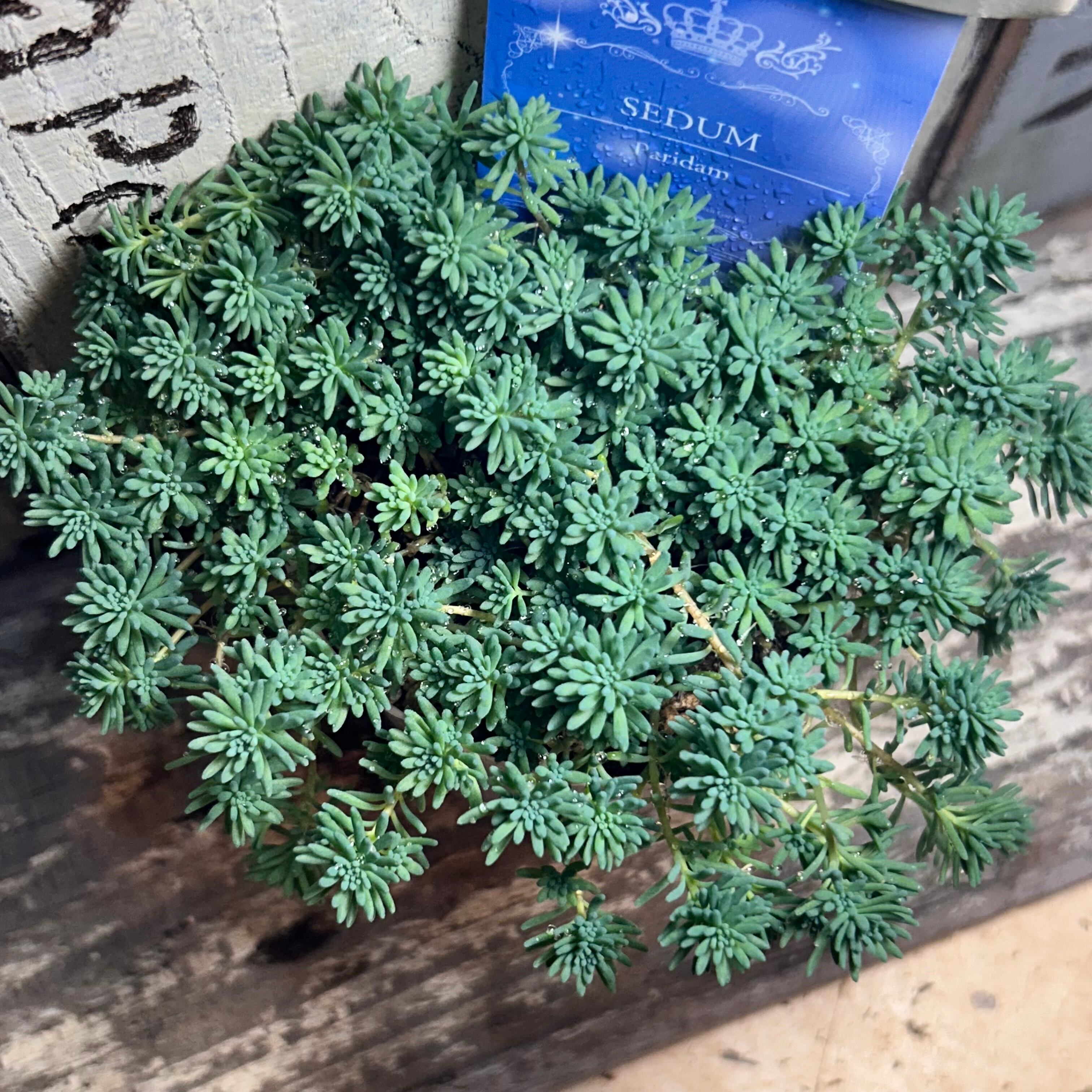 錦 | RuPo 多肉植物専門店