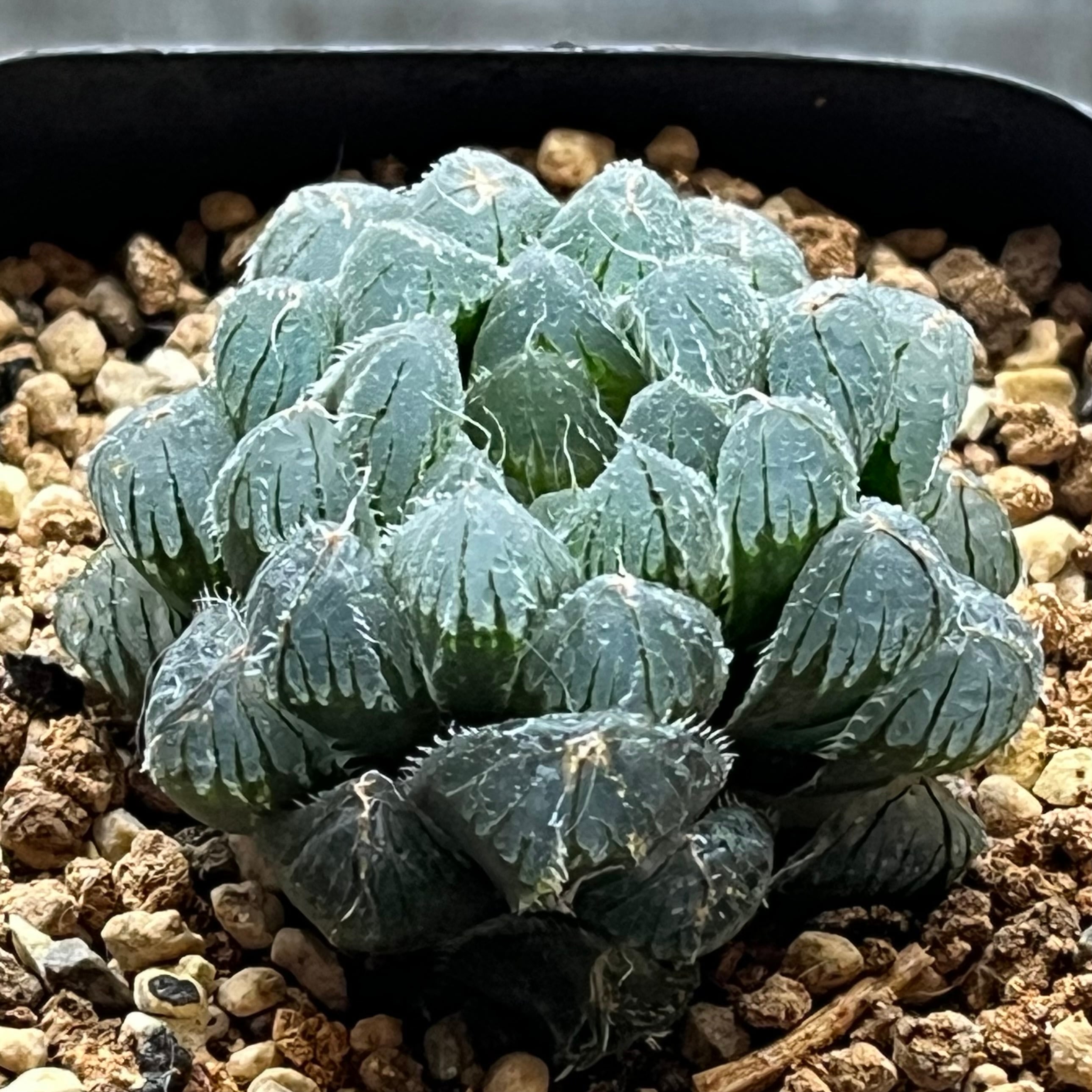 ハオルチア ピグマエアミュータント 特異株 | mocono_plants