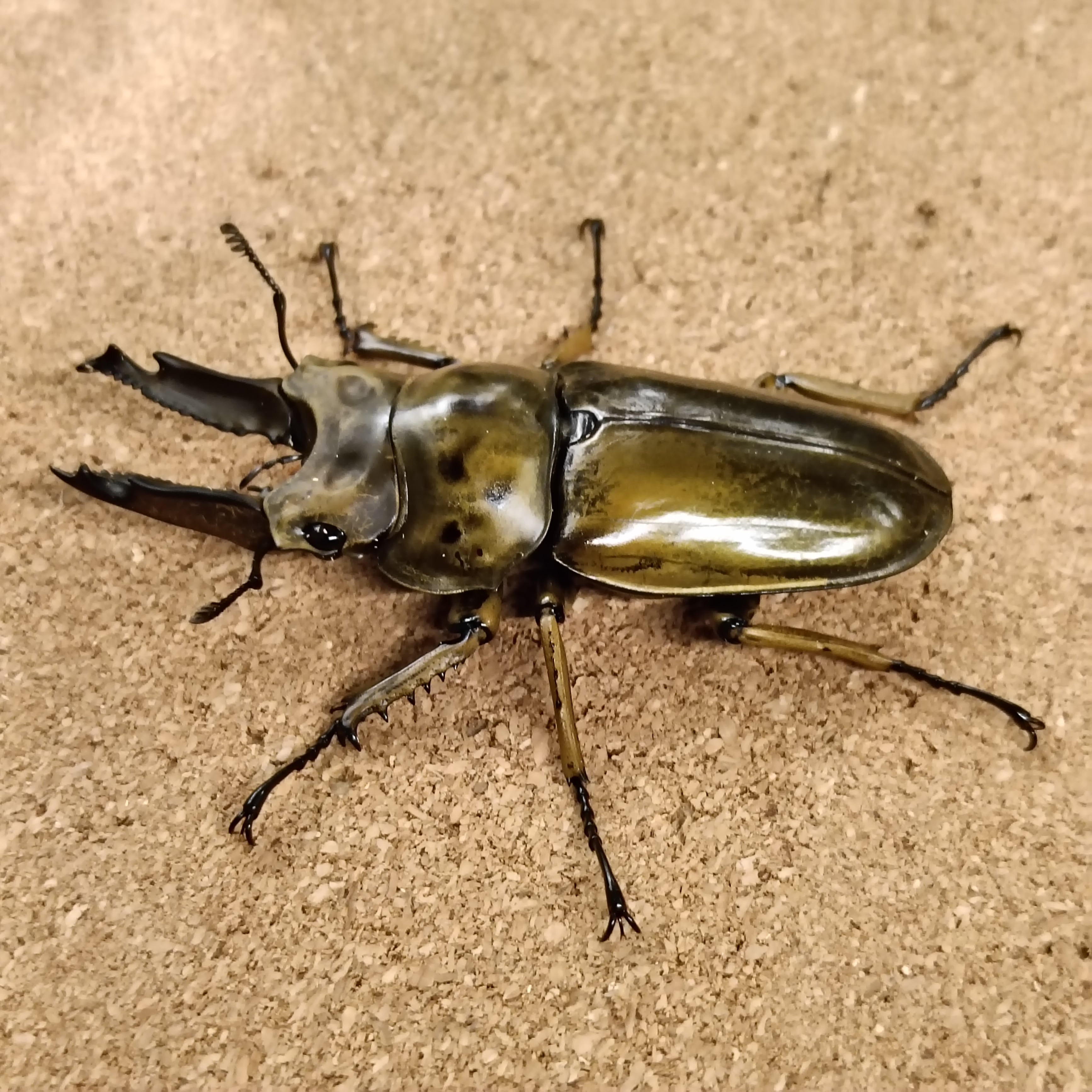 ババオウゴンオニクワガタ ♂68♂48♀41トリオ ②