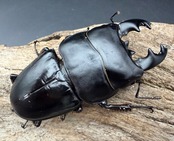 【WD】《アルキデスヒラタ ベンク－ル産 81mm（胸幅35mm） ペア》