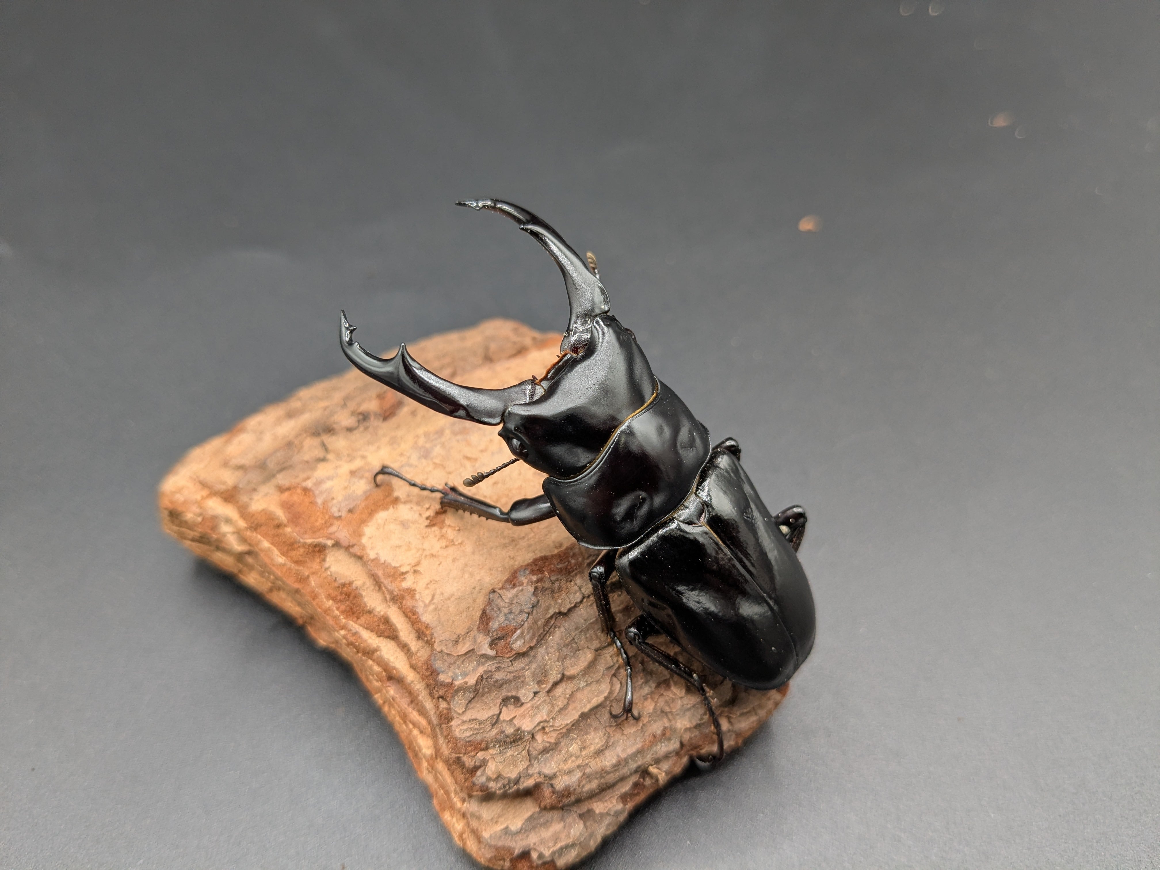 ネパールコクワ ♂63mm♀44mm