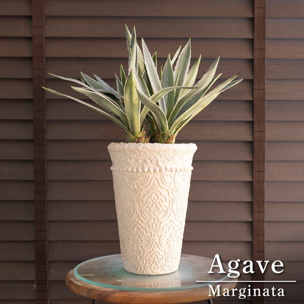3株植え アガベ ハクセンコウ Agave Marginata 白閃光 5号 陶器鉢 1017GG