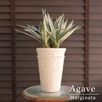 3株植え アガベ ハクセンコウ Agave Marginata 白閃光 5号 陶器鉢 1017GG