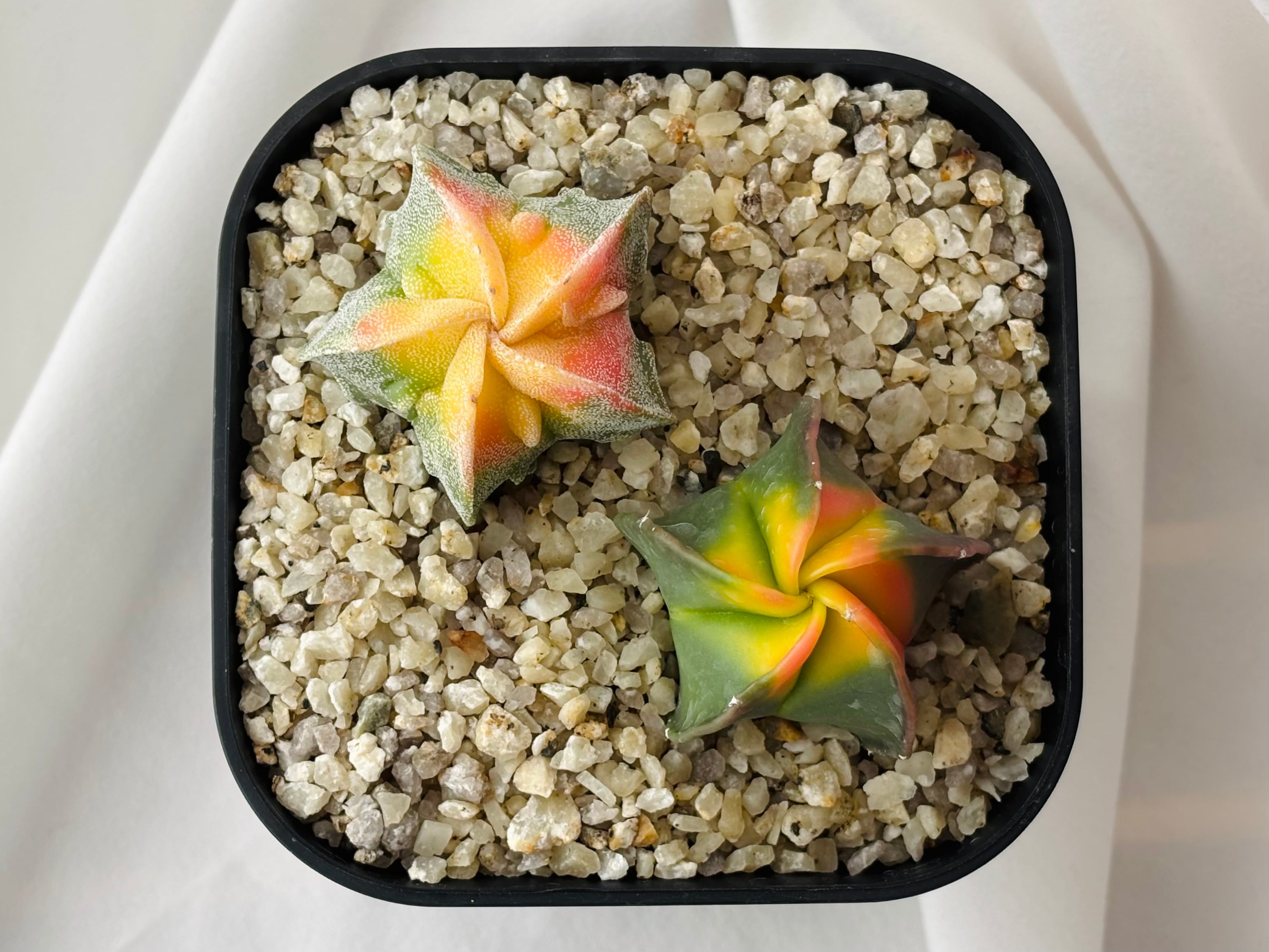 Astrophytum myriostigma アストロフィツム 紅葉ヘキラン 紅葉碧瑠璃