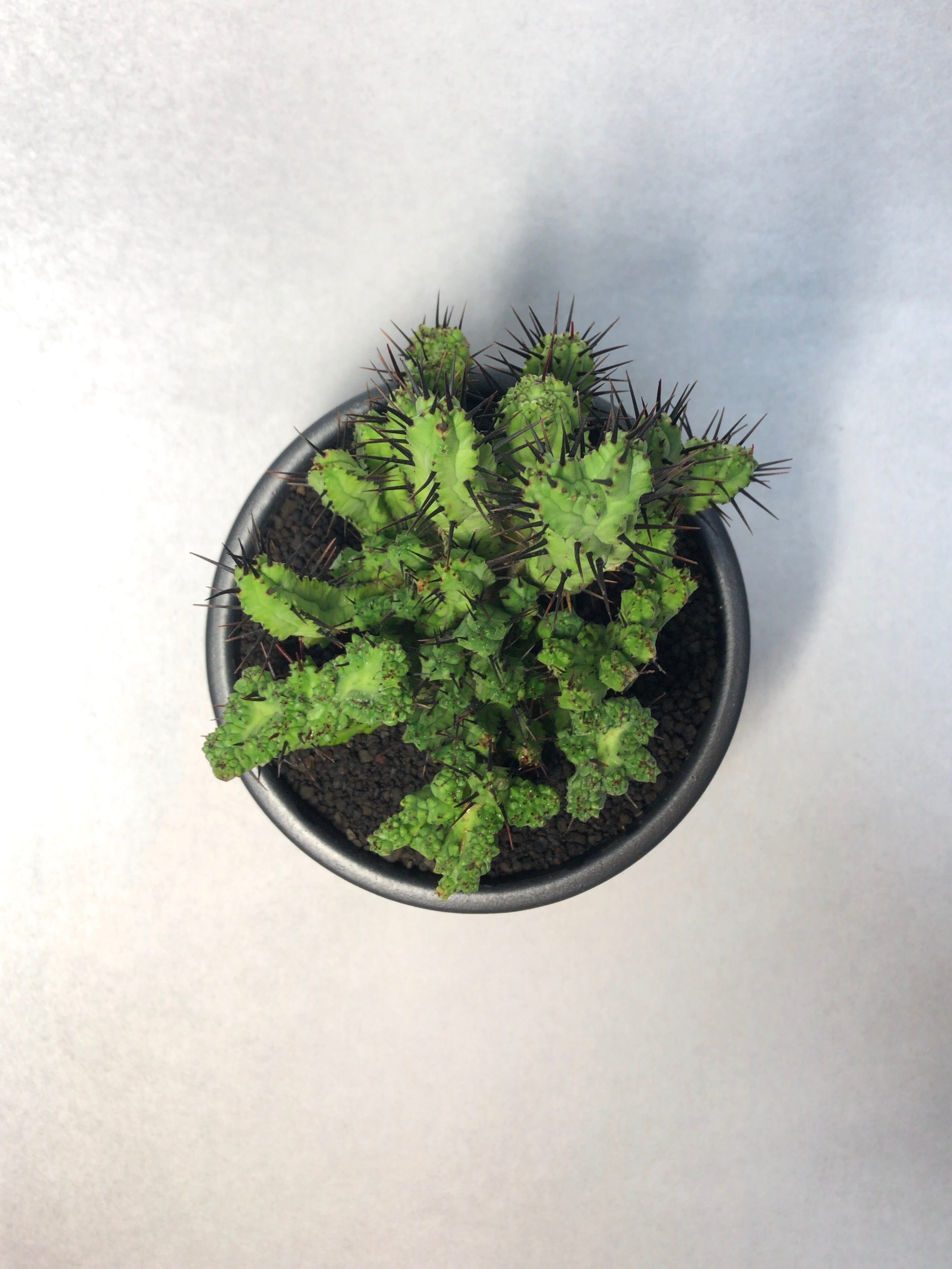 ユーフォルビア・黒刺紅彩閣モンスト | trigger