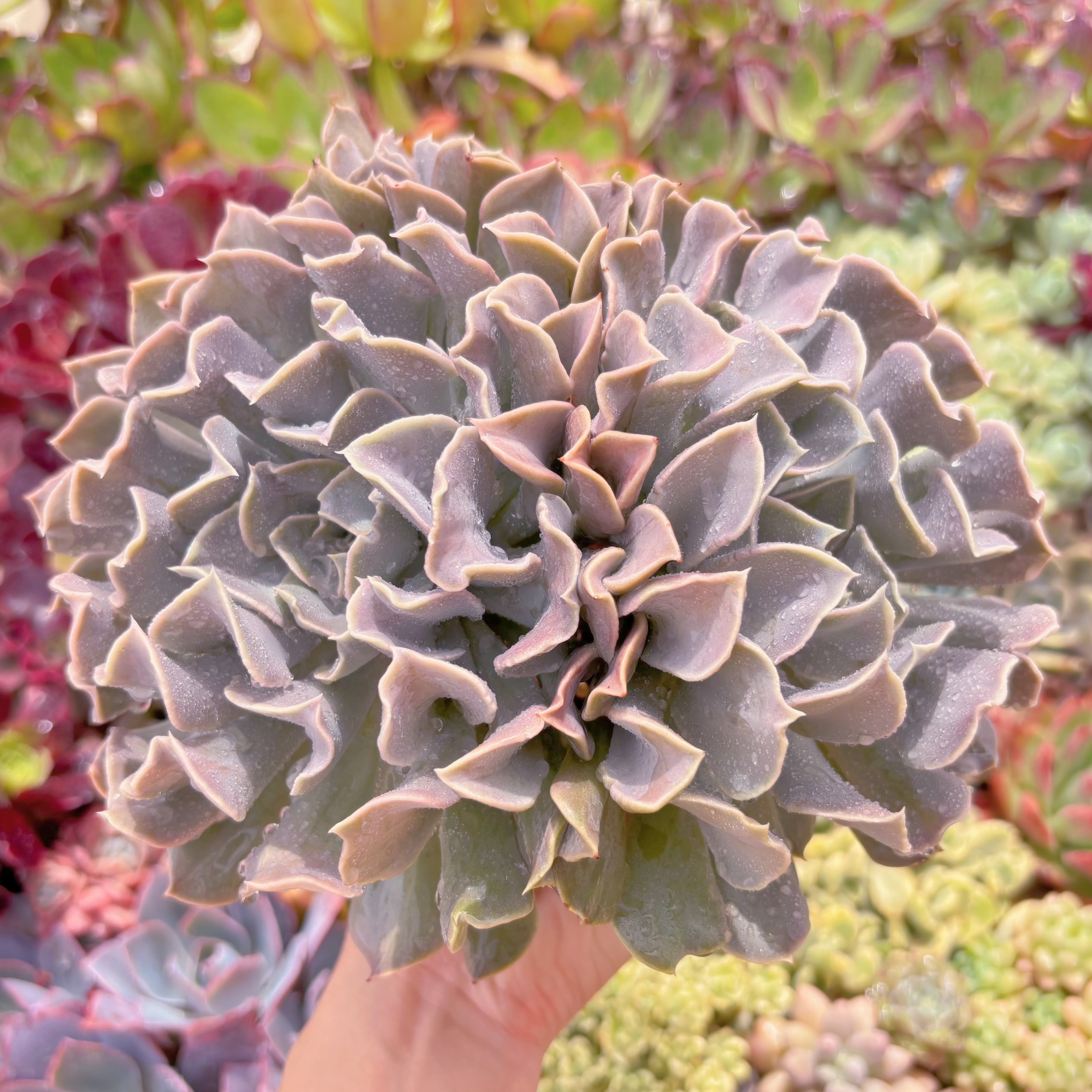 現品　スワンレイク#673　特大群生　新入荷