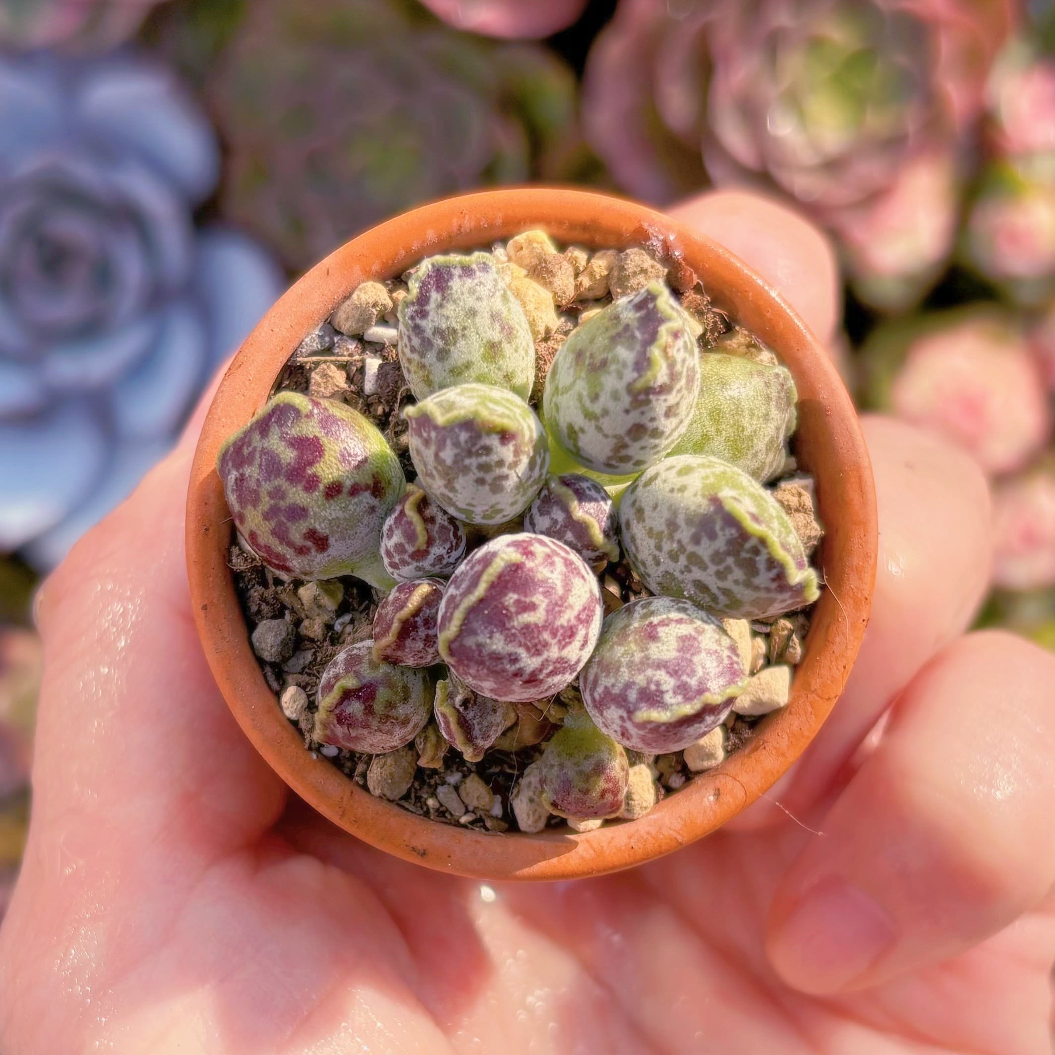 現品　アザラシ#A002　るる農園