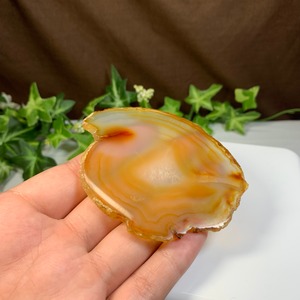 フローライトねこちゃんの集い場・フローライト