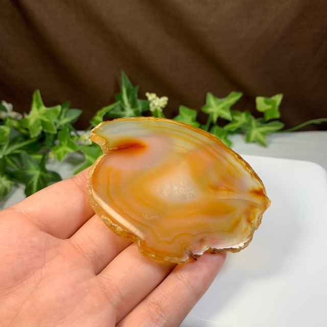 フローライトねこちゃんの集い場・フローライト