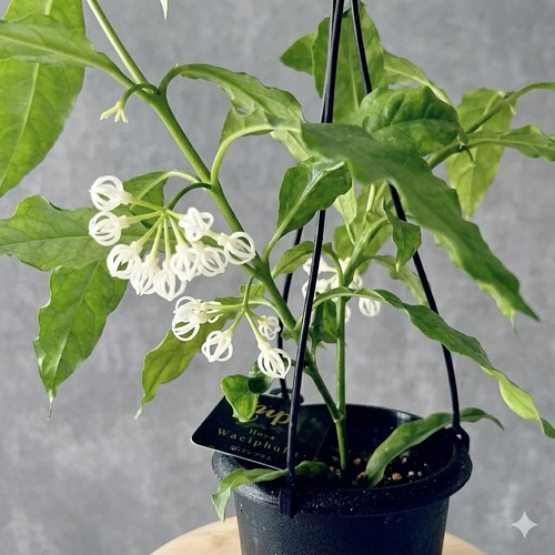 ホヤ・デシプラエ 4号 ｜花芽付き・吊り鉢仕立て＊国内希少種 観葉植物【calm cafe × GreenBell】