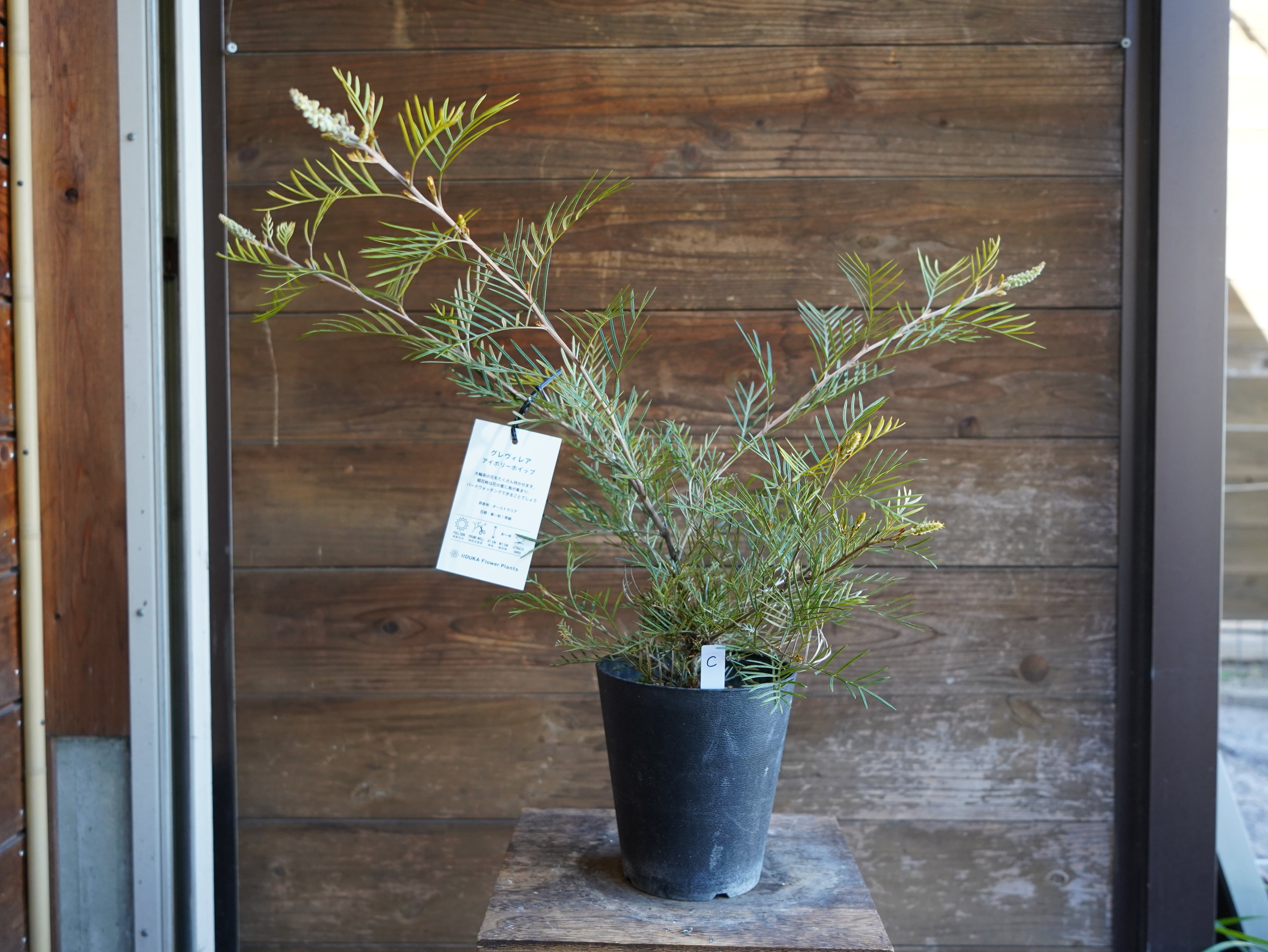 【現物】グレビレア　”アイボリーホイップ”　C