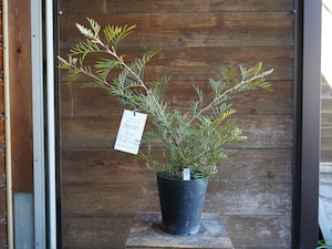 【現物】グレビレア ”アイボリーホイップ” C