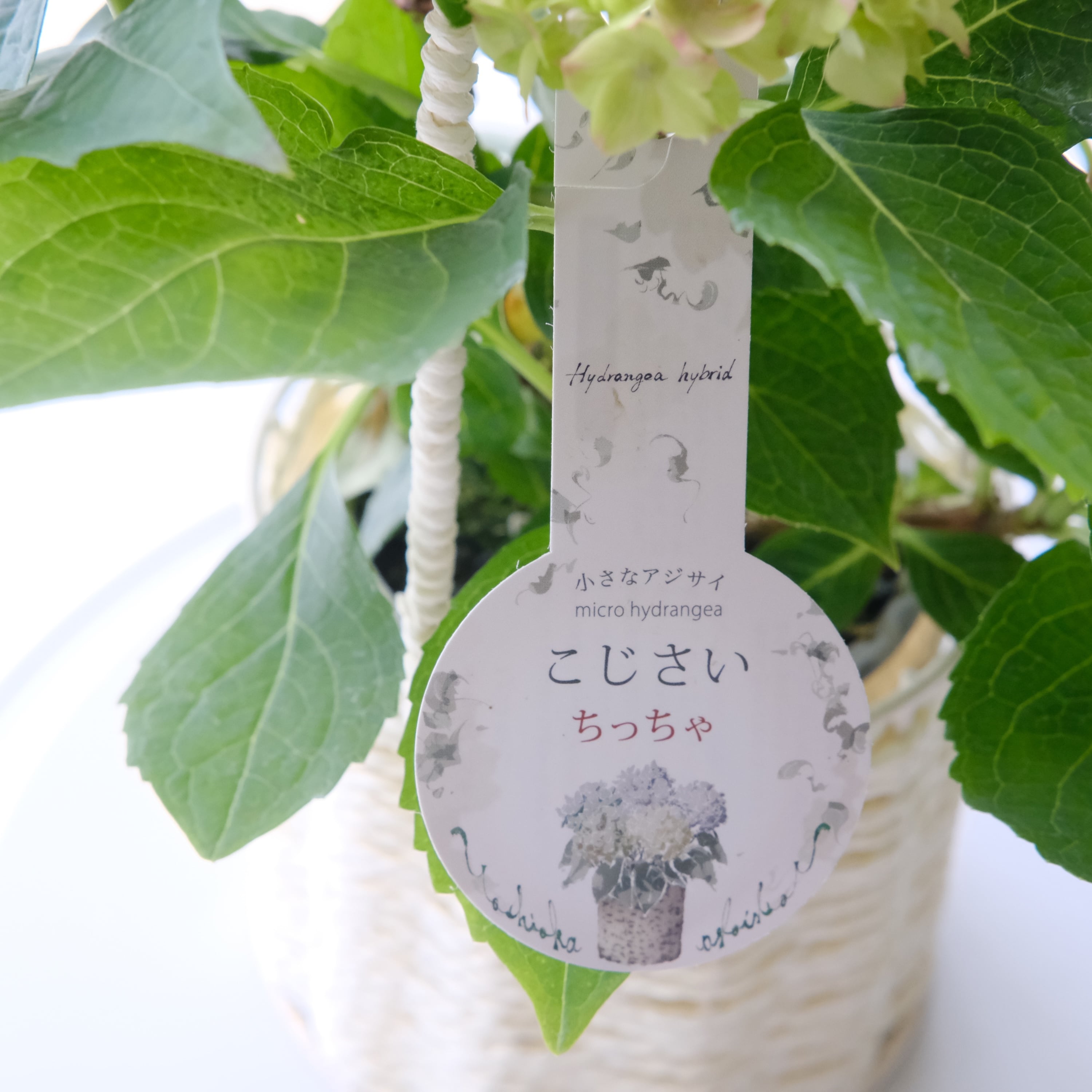 吉岡麗子さん作《 こじさい ちっちゃ ピンク系統》※かごの色をお選び