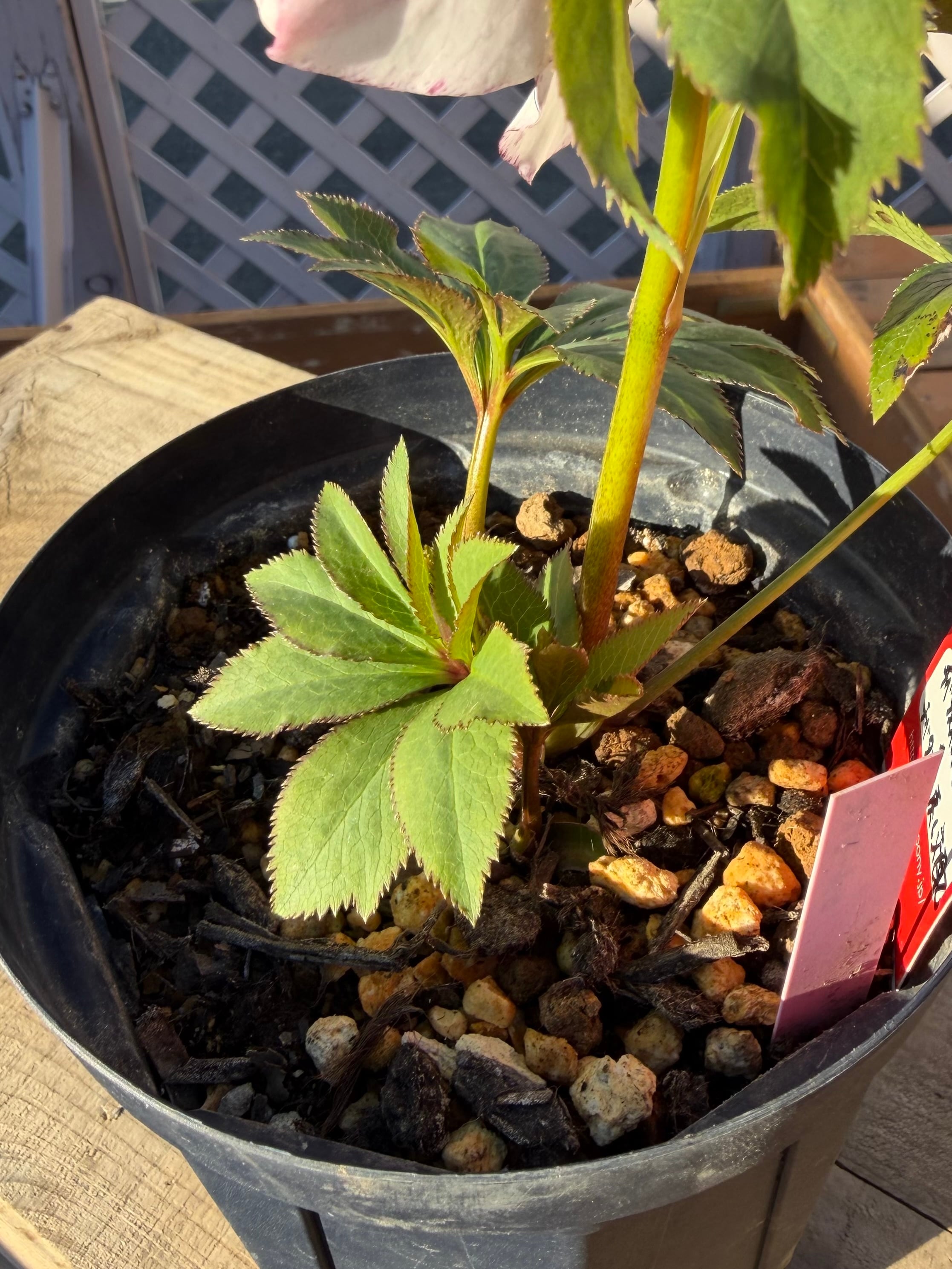 チベタヌス交配×チベタヌス戻し交配 Zoony Garden クリスマスローズ