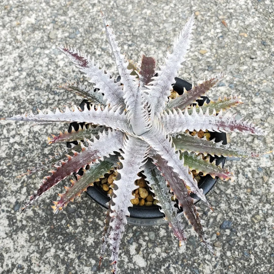 ディッキア　ケスウィック超巨大群生株 ディッキア・ケスウィック（Dyckia 'Keswick'） | Dyckia Maniax