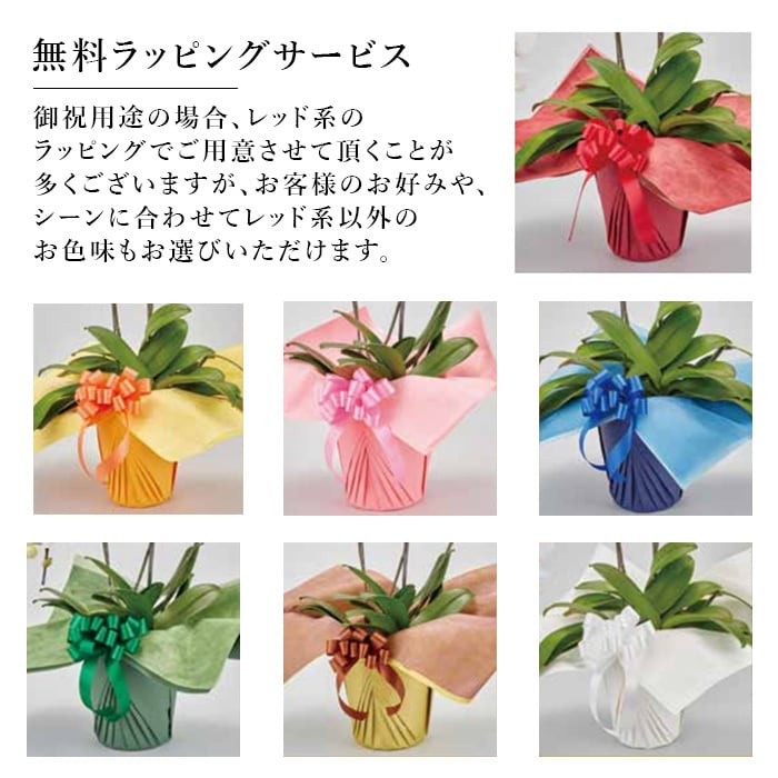 大輪胡蝶蘭3本立 33～36輪以上 白 / ピンク | Tokyo small gift