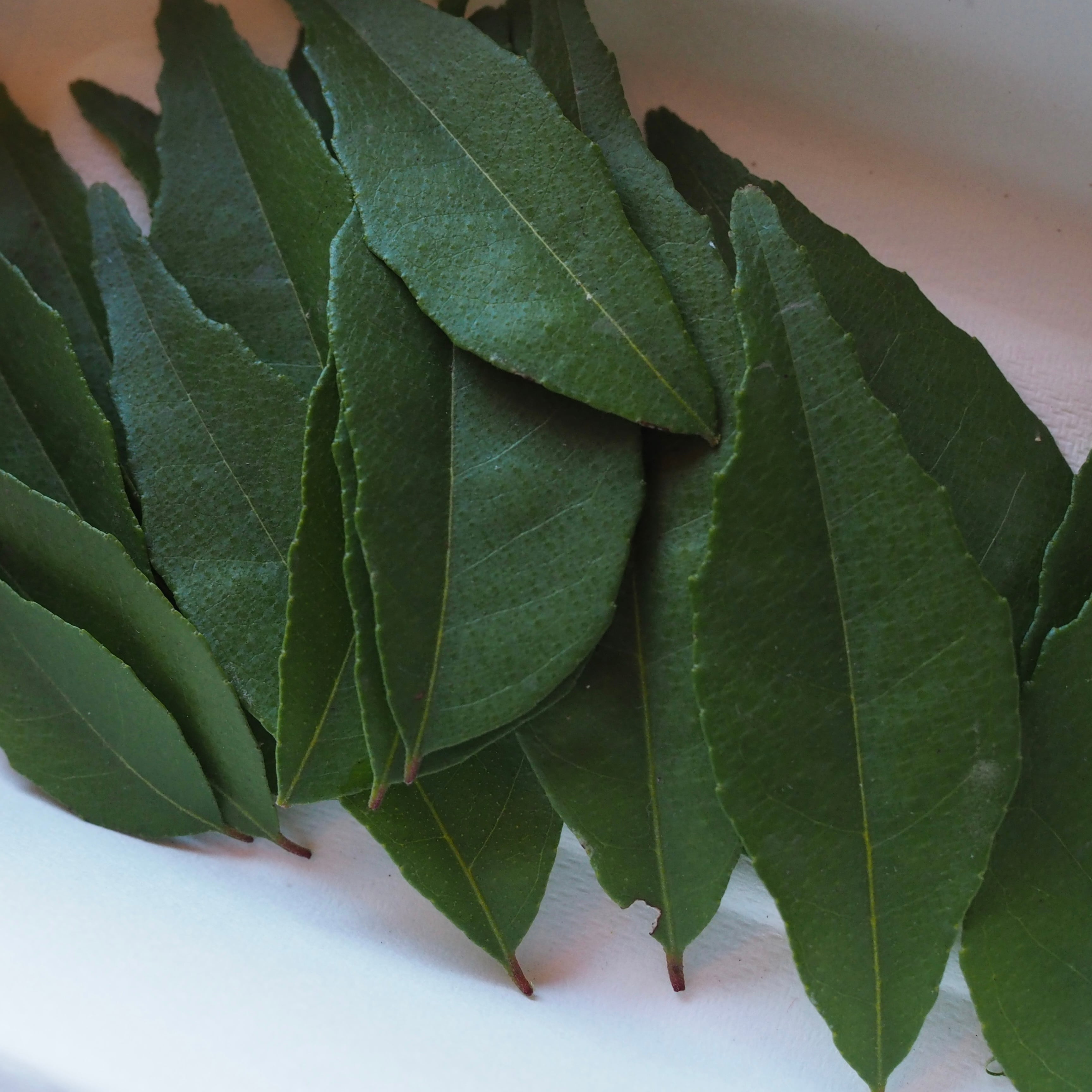 Fresh Curry Leaf | 農地所有適格法人 株式会社 苗目