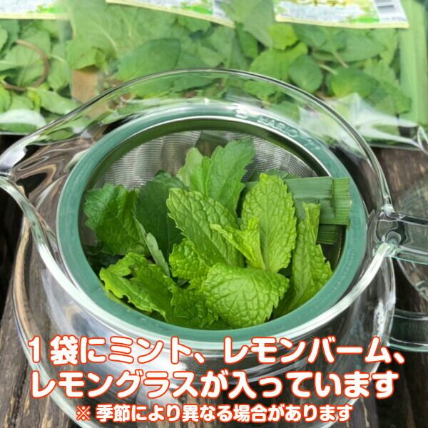 フレッシュ コブミカンใบมะกรูด葉 (バイマックル葉)1kg約。+オマケ