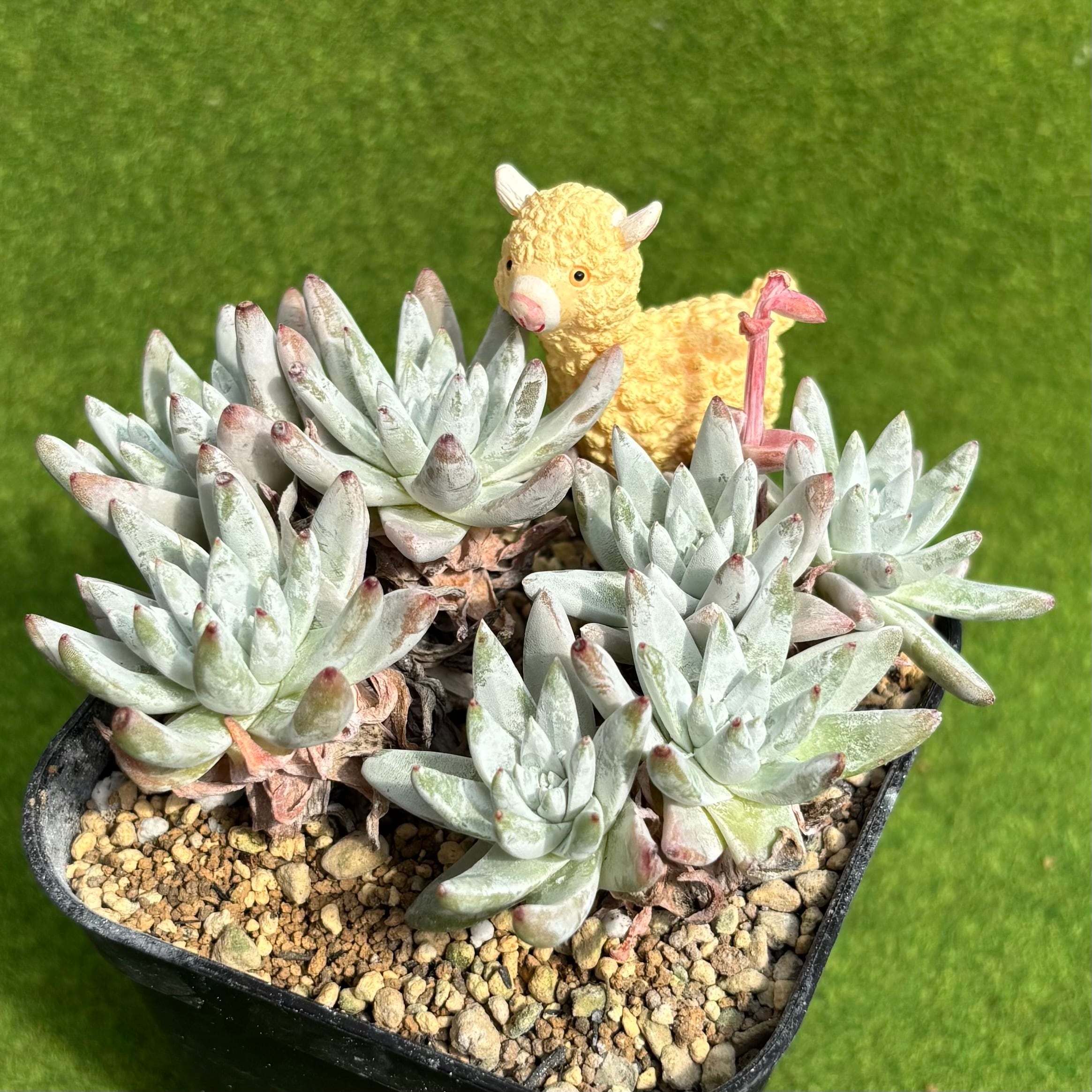 多肉植物 豆彦商店